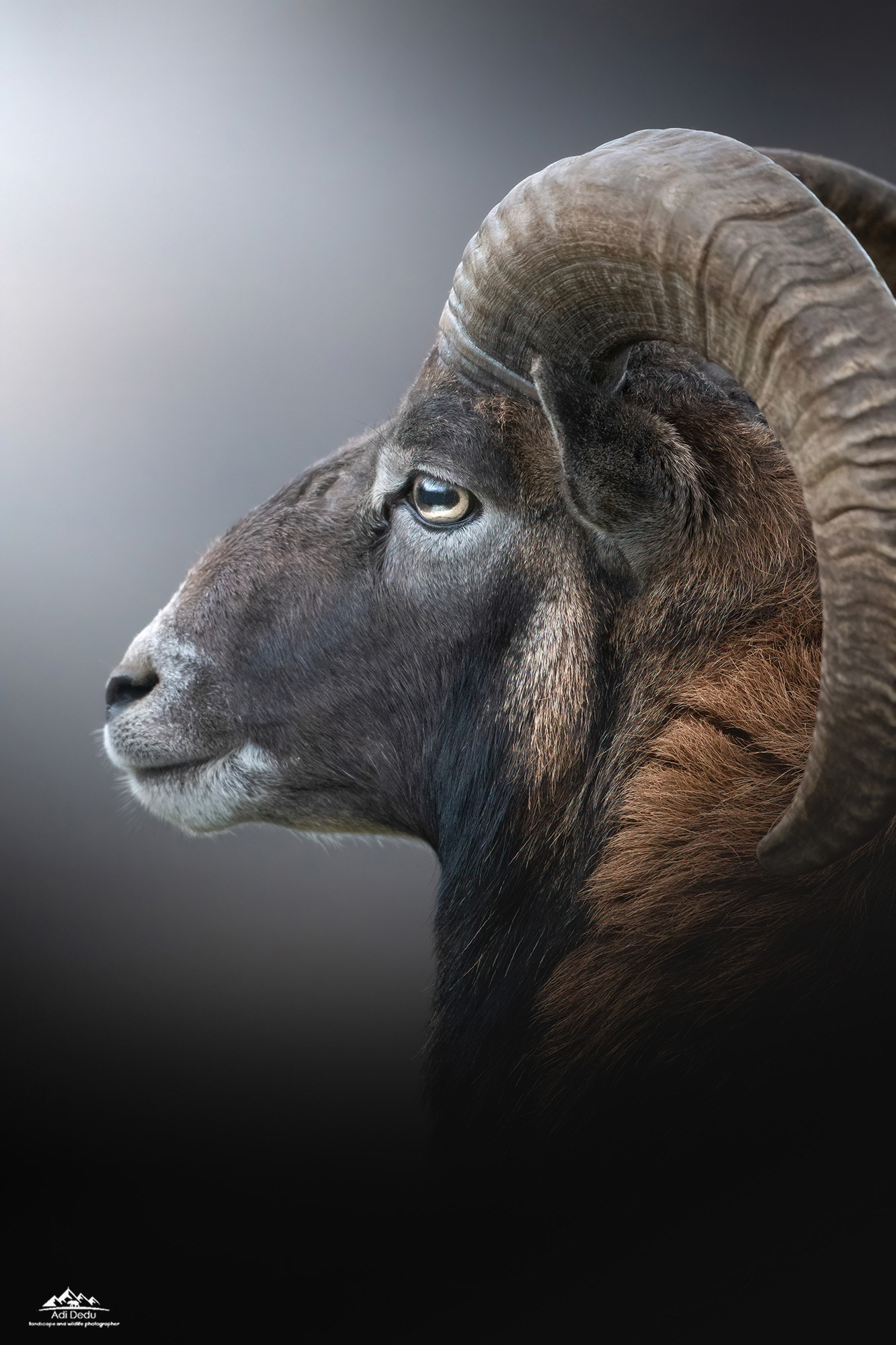 Muflonul | The European mouflon | Ovis ammon