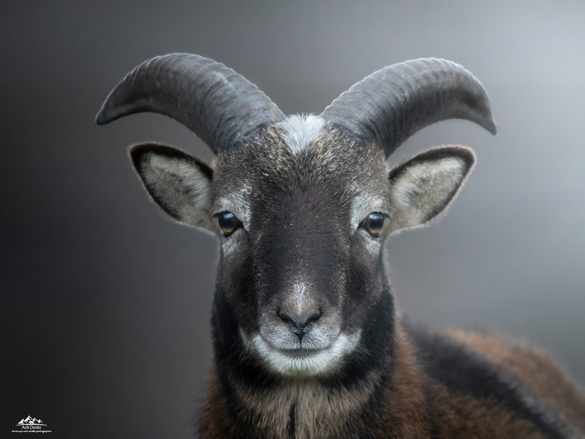 Muflonul | The European mouflon | Ovis ammon