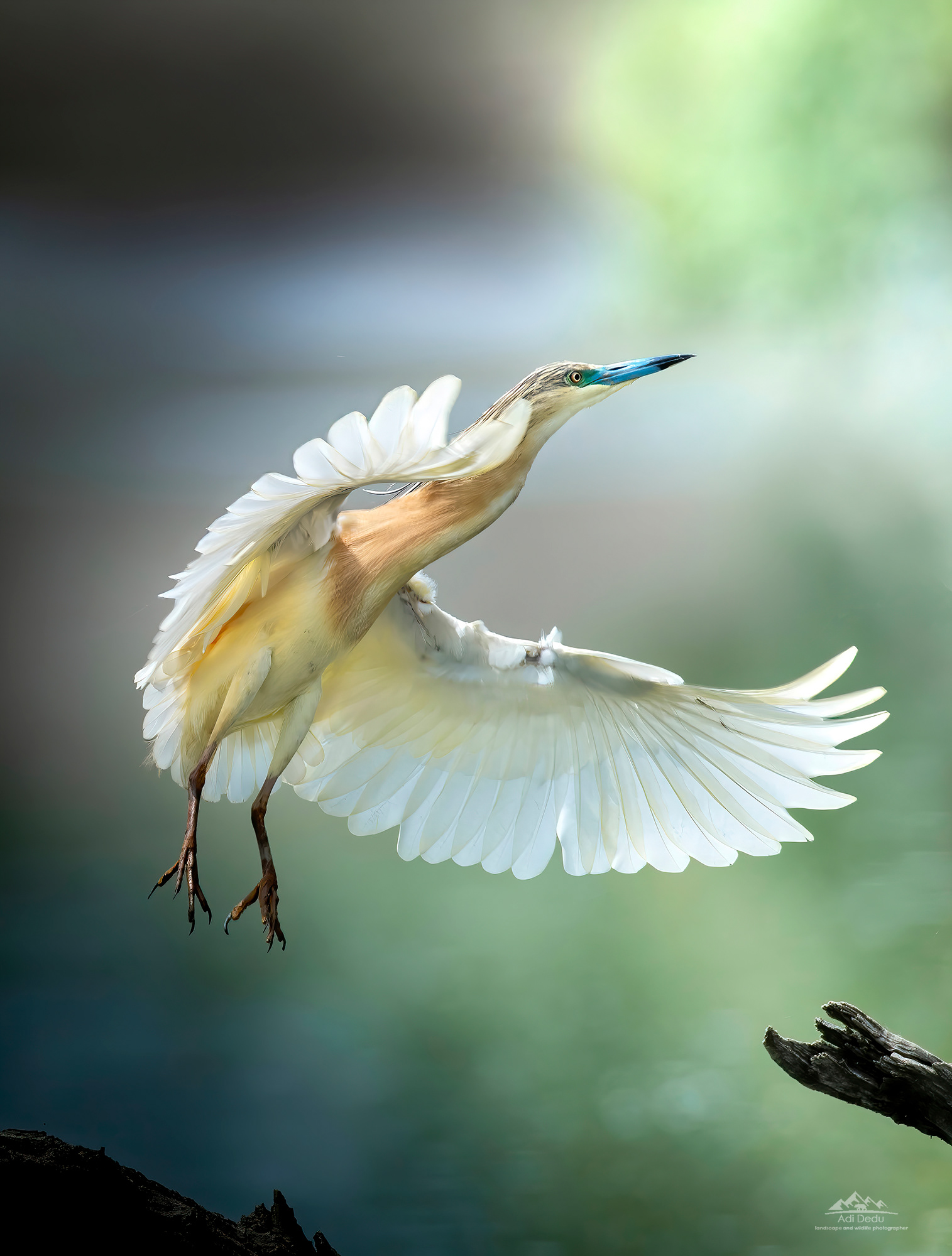 Stârcul galben | The squacco heron | Ardeola ralloides)