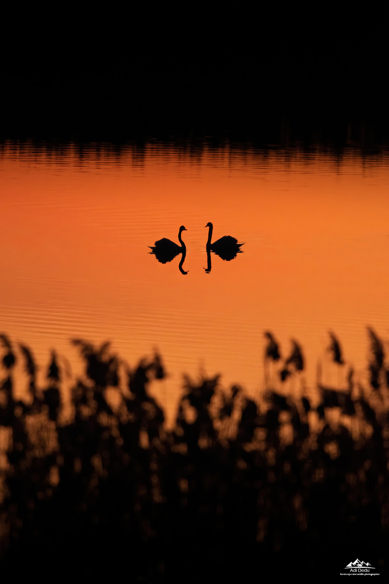 Lebede | Mute swans |  cygnus olor