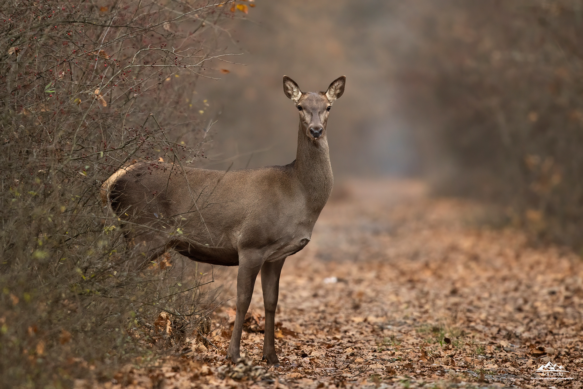 Ciută | Red deer | Cervus elaphus
