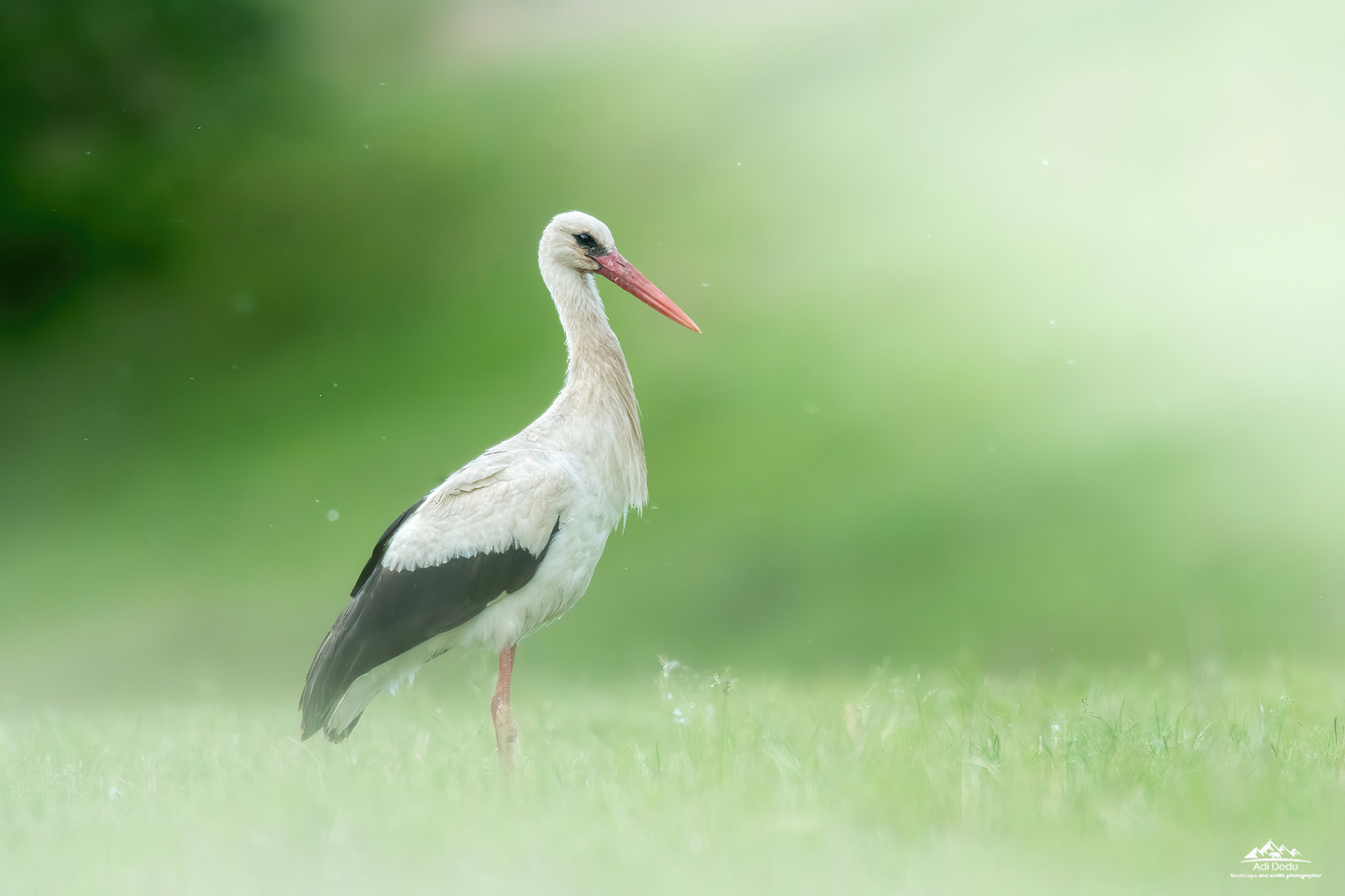 Barza alba | The white stork | Ciconia Ciconia