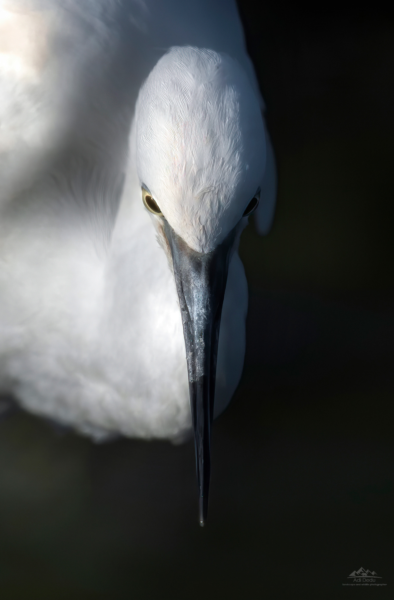 Egreta mică | The little egret | Egretta garzetta