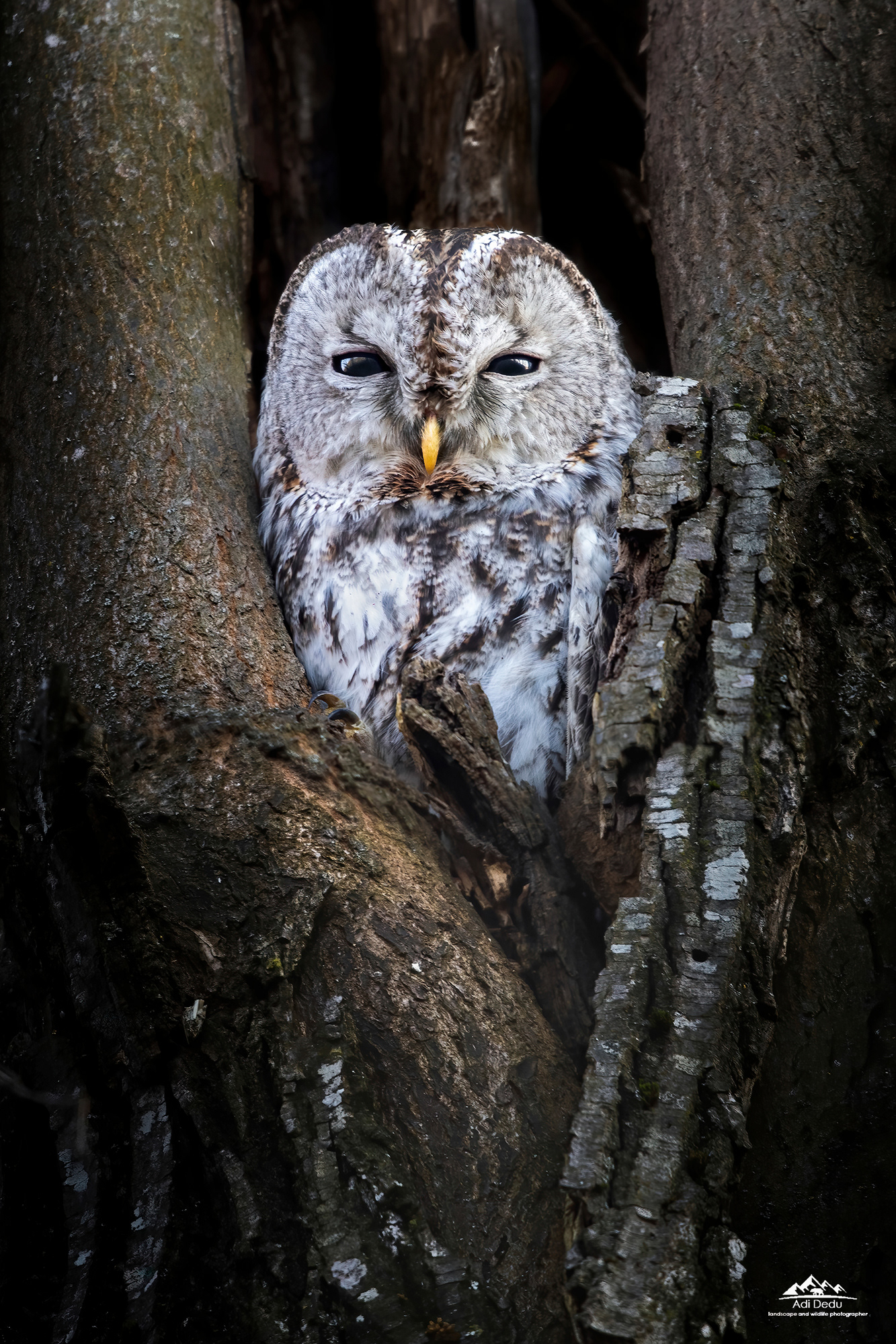 Huhurezul mic | The tawny owl | Strix aluco