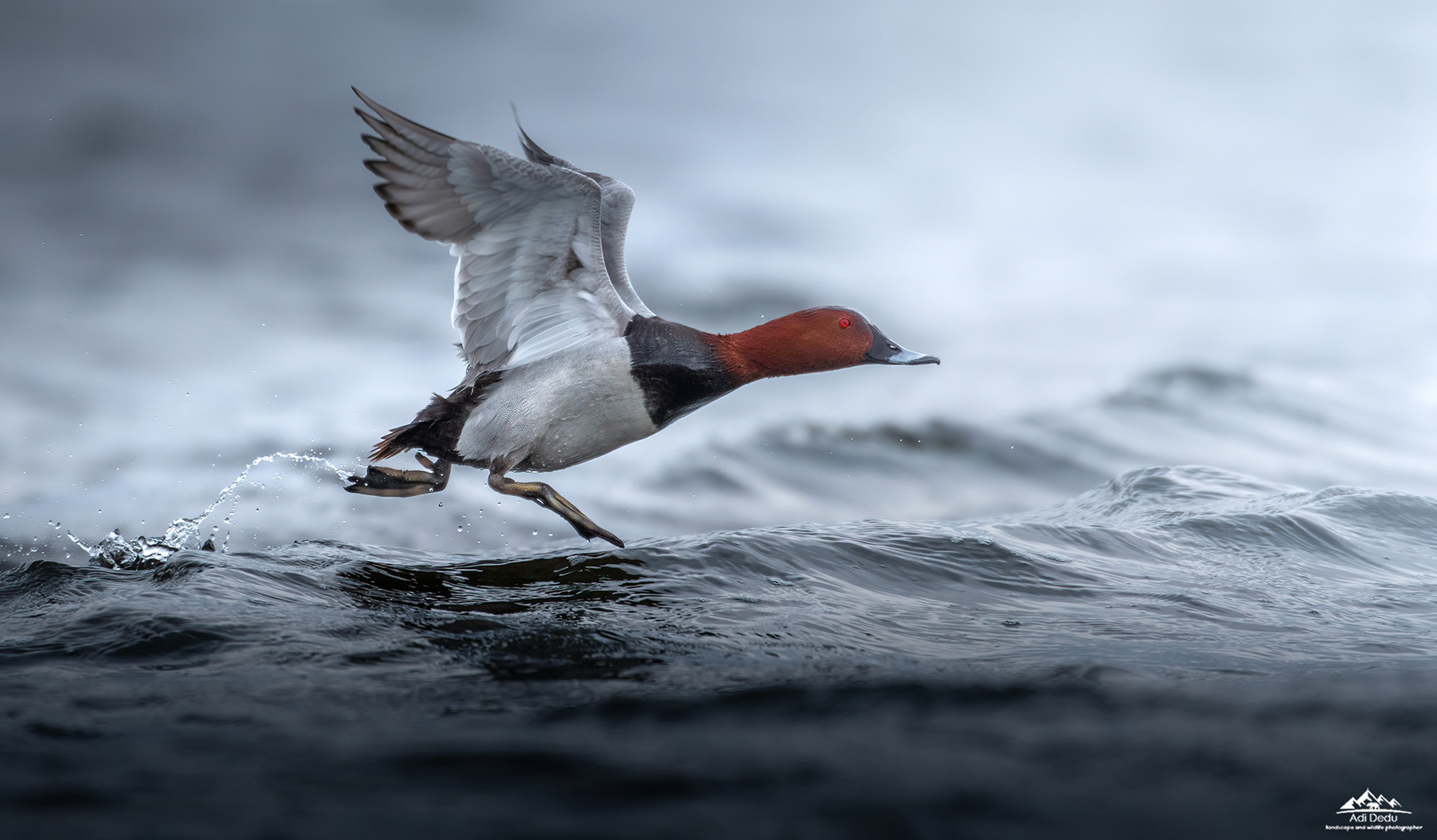 Rata cu cap castaniu | The common pochard | Aythya ferina