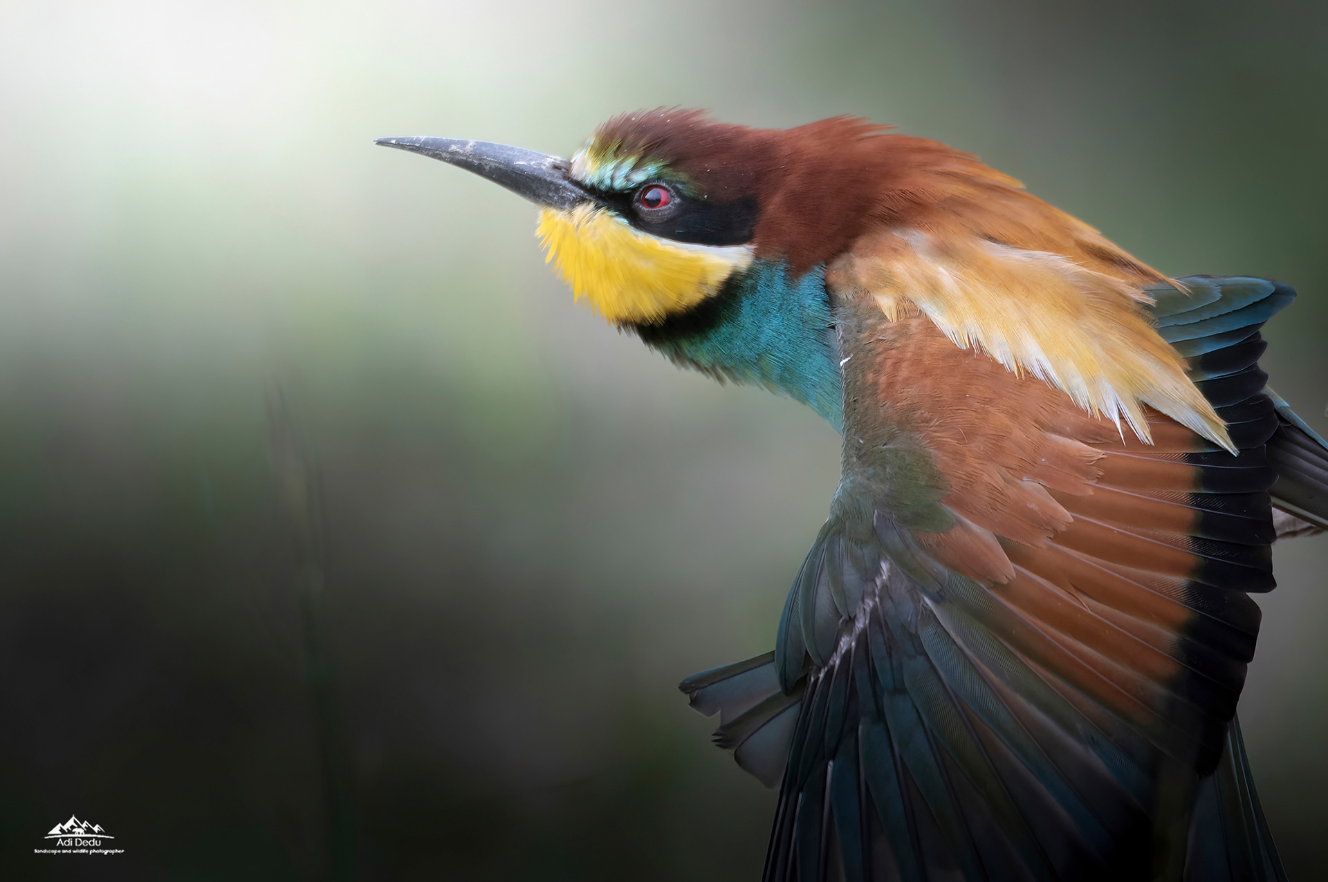 Prigoria | The European bee-eaters | Merops apiaster | Dobrogea