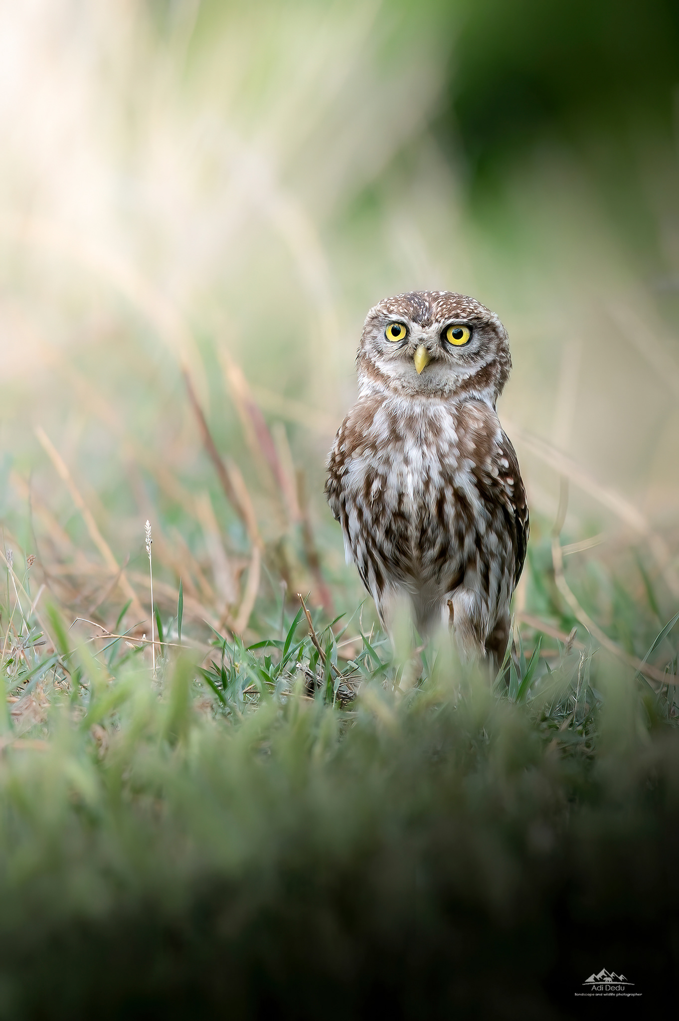 Cucuveaua | The little owl | Athene noctua