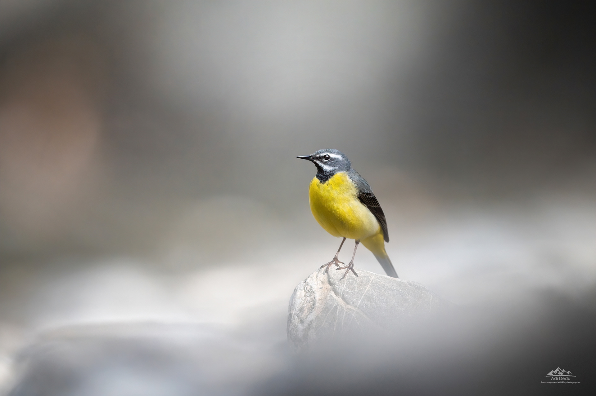 Codobatura de munte | The grey wagtail | Motacilla cinerea