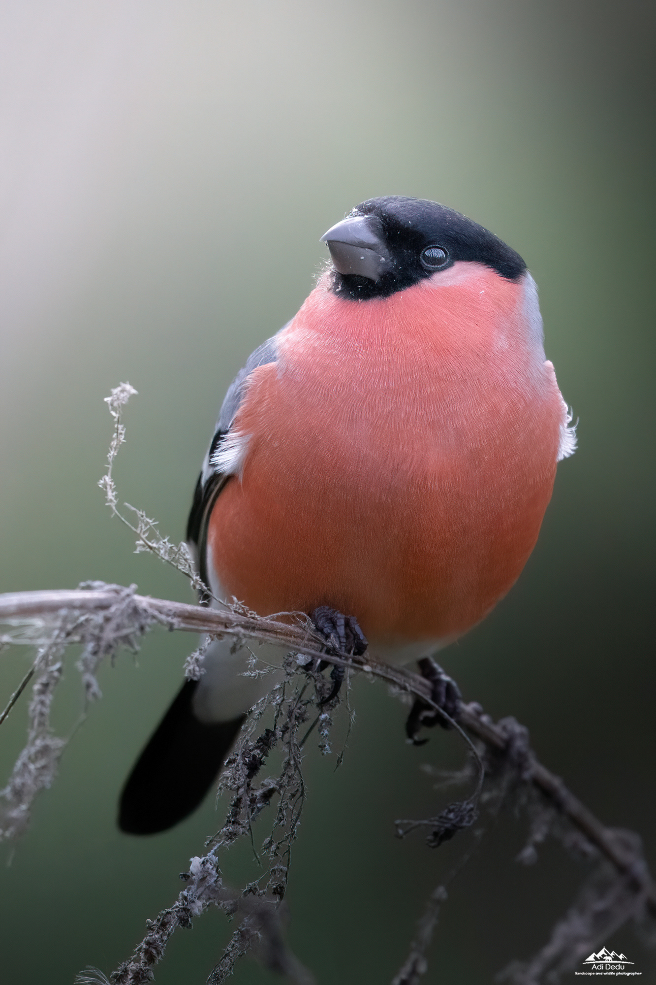 Mugurarul | The Eurasian bullfinch |  Pyrrhula pyrrhula