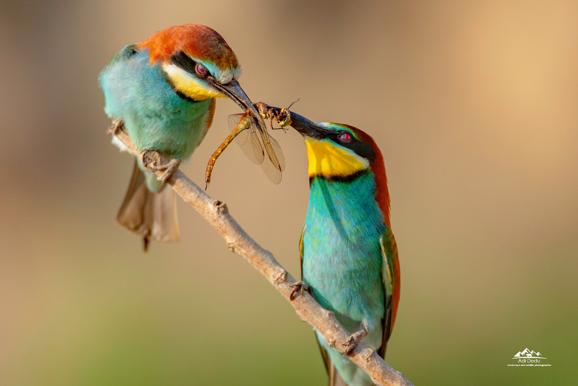 The European bee-eaters (Merops apiaster), at mating ritual