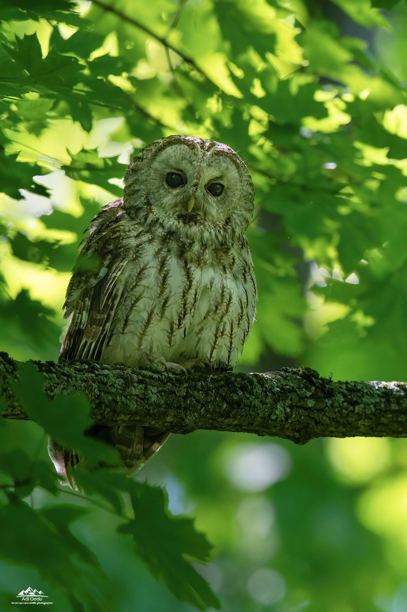 Huhurezul mic | The tawny owl | Strix aluco