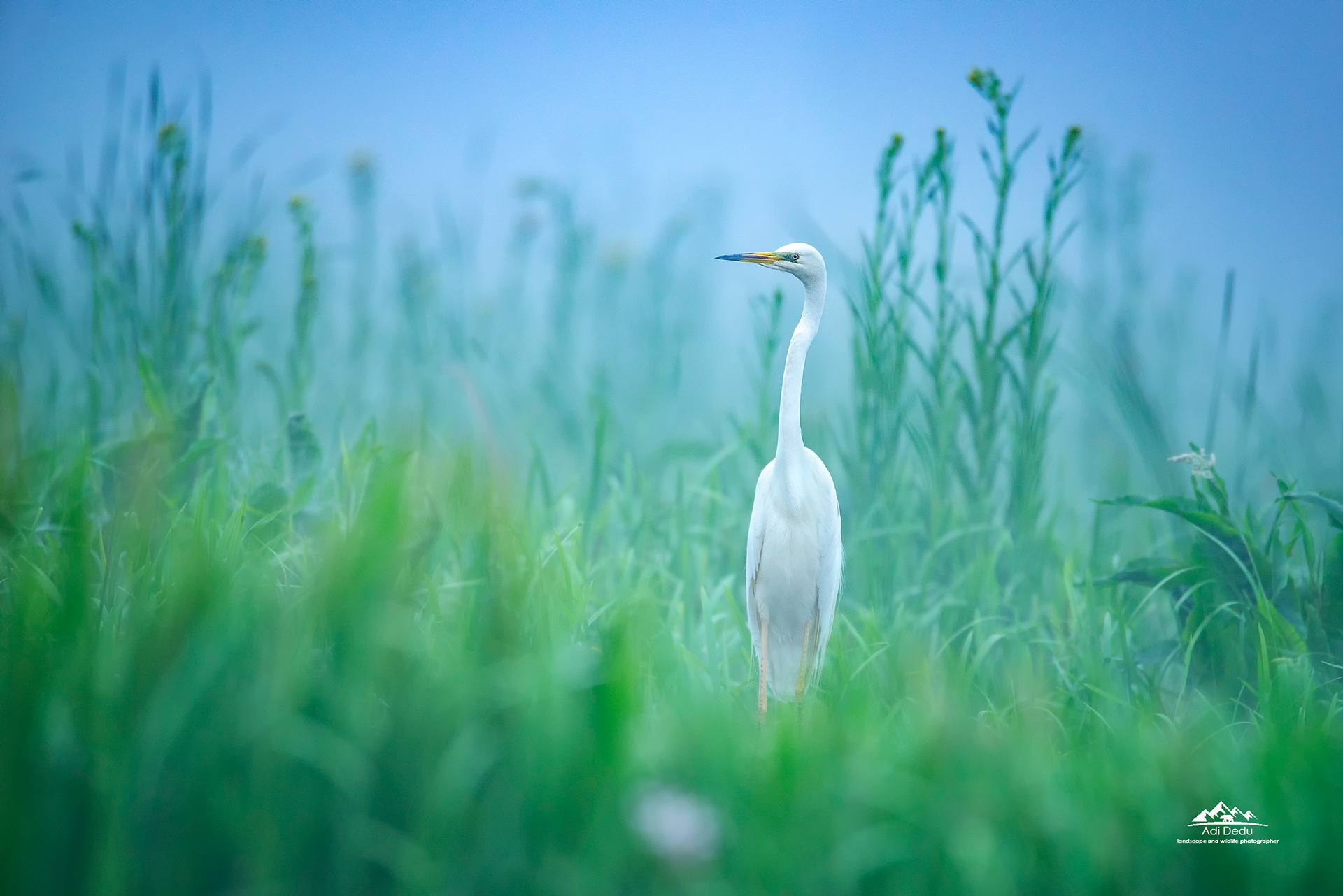  Egreta alba | The great egret | Ardea alba | Delta Dunarii |  Danube Delta