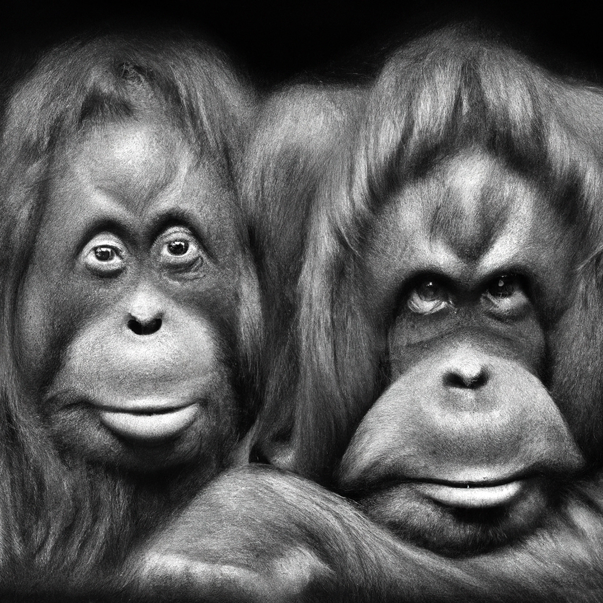Tapanuli Orangutan (Pop. 1000), Diane Arbus