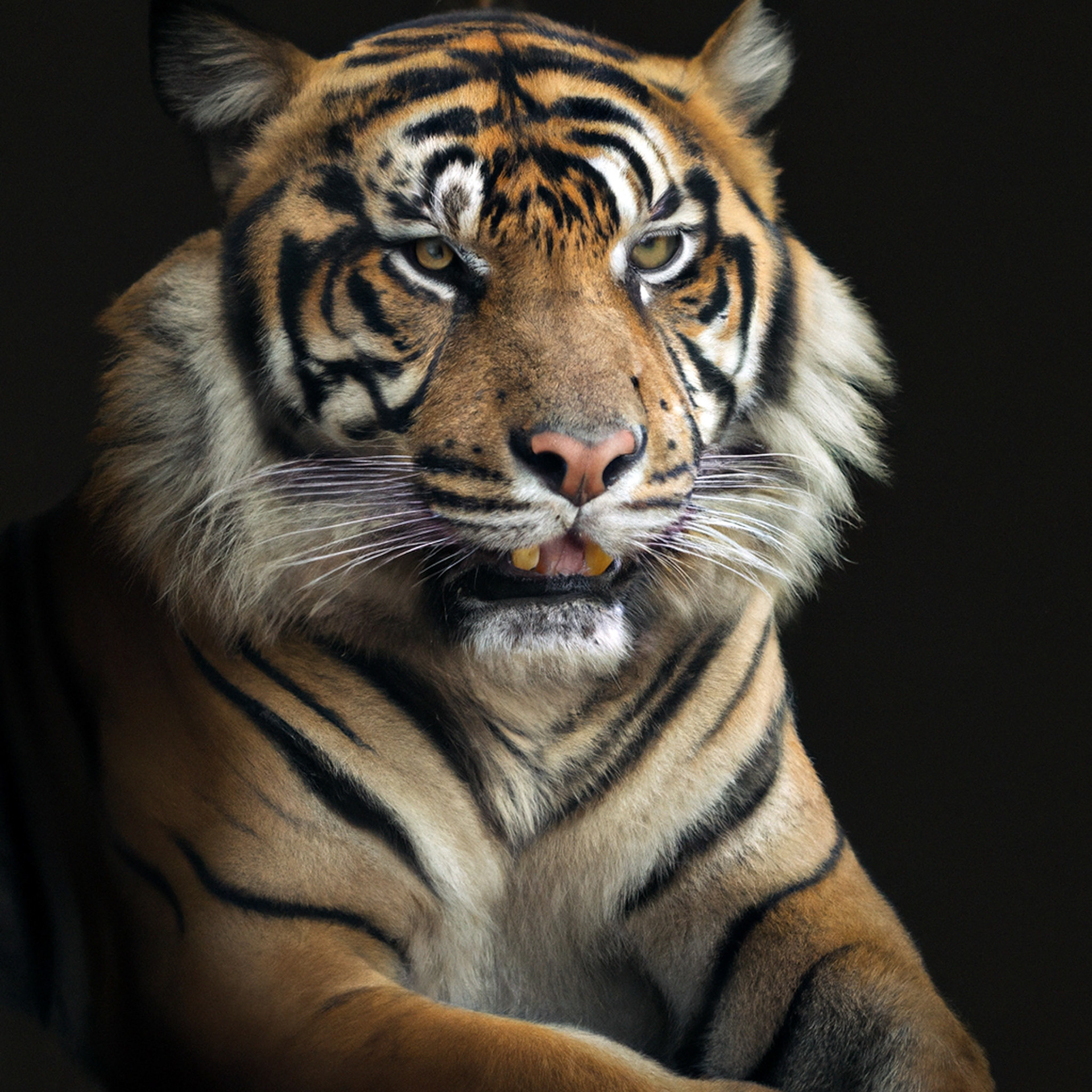 Bali Tiger (RIP:1950), Annie Leibovitz