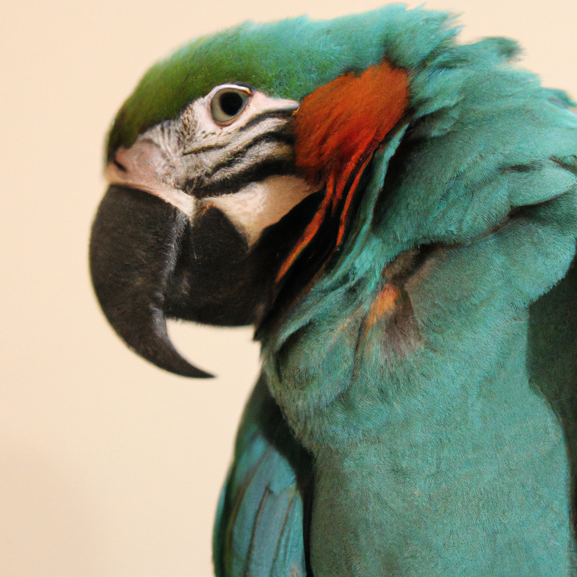 Paradise Parrot (RIP:1927), Mario Testino
