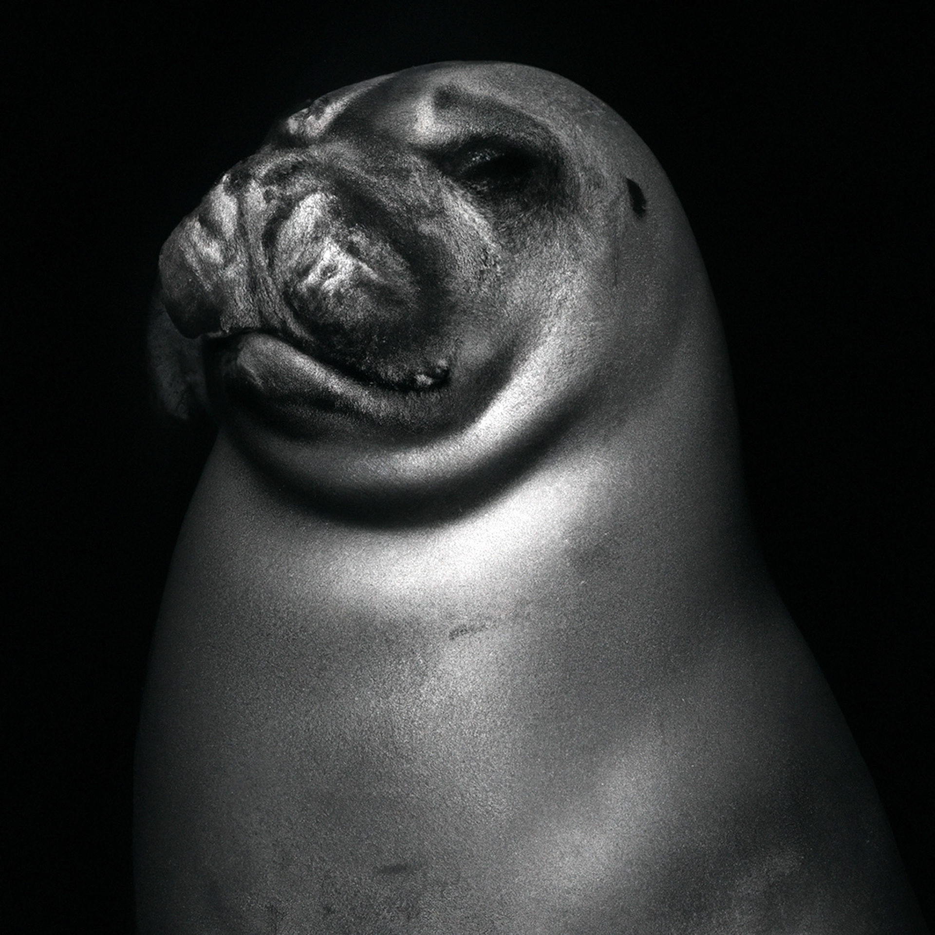 Caribbean Monk Seal (RIP:1952), Yousuf Karsh