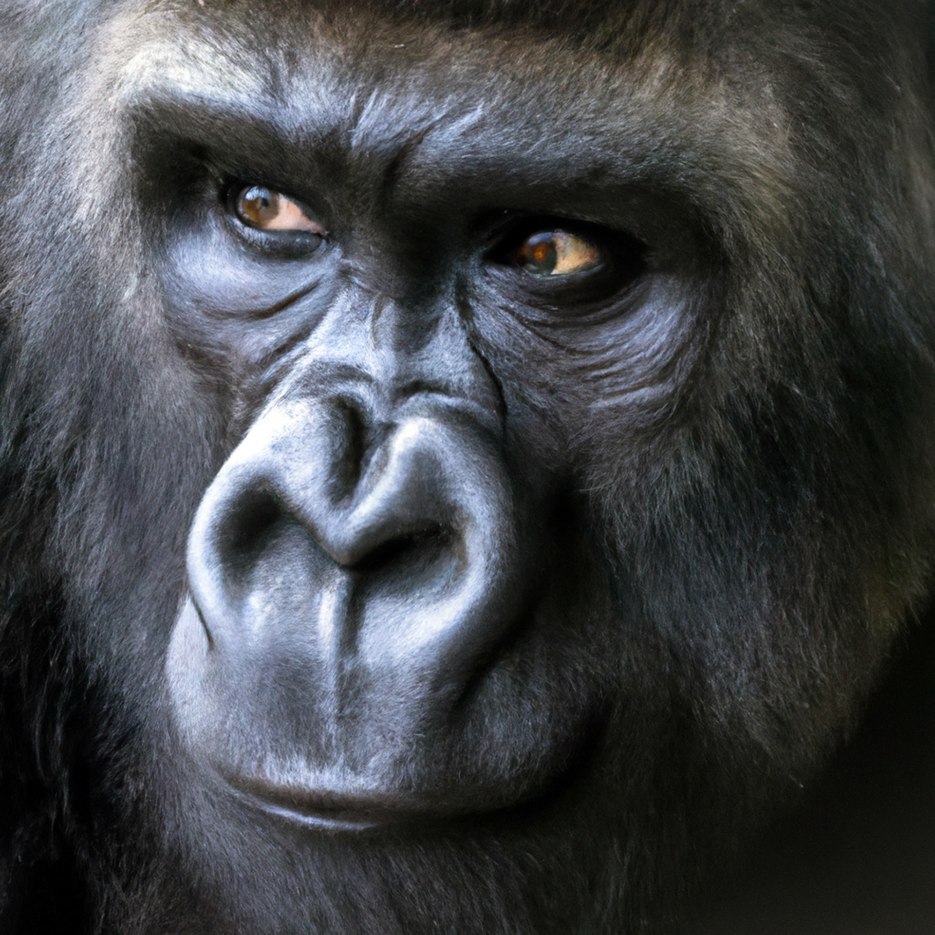 Mountain Gorilla (Pop. 1004), Steve McCurry