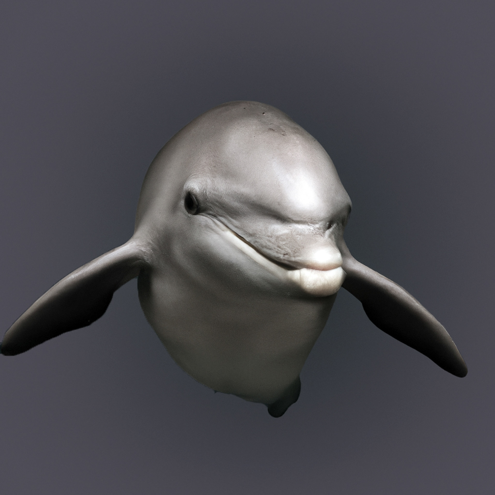 Yangtze Finless Porpoise (Pop. 1000), Matty Smith