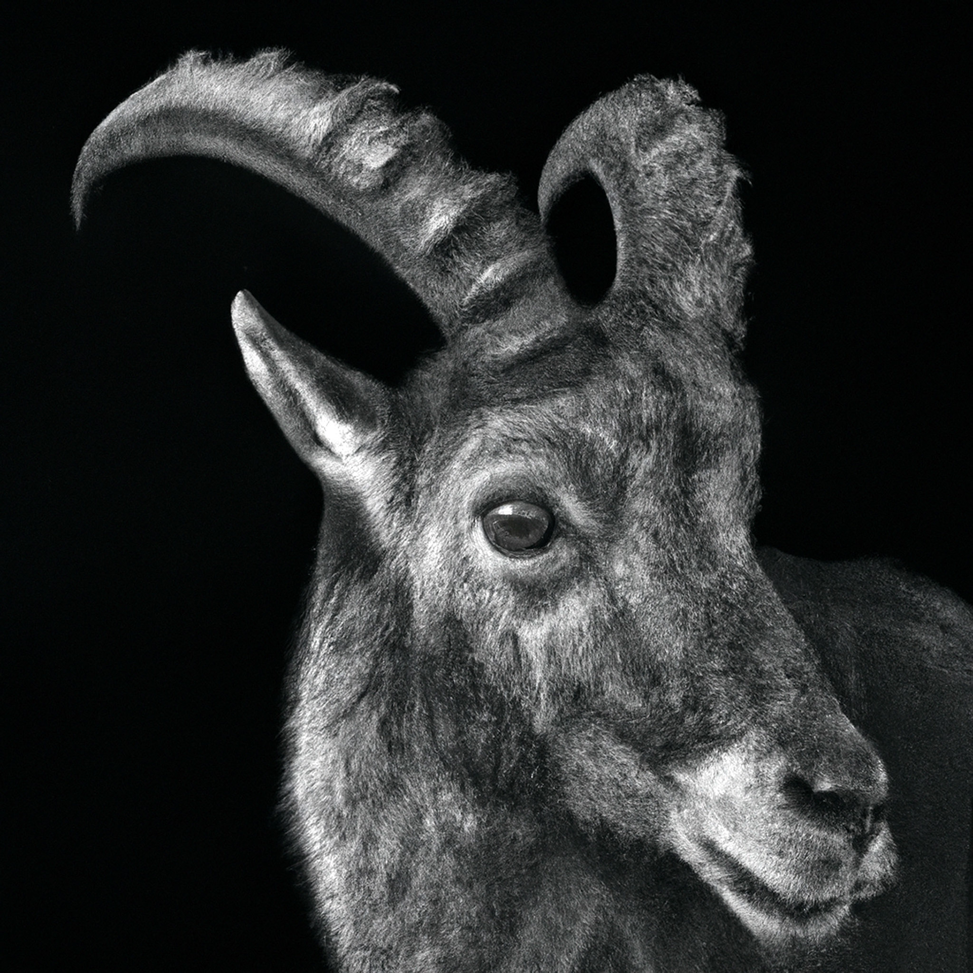 Pyrenean Ibex (RIP:2000), Bruce Davison
