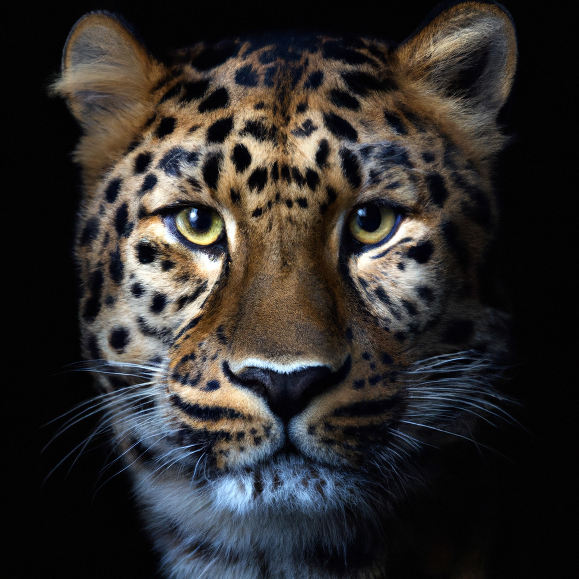 Amur Leopard (Pop. 57), Peter Lindburg
