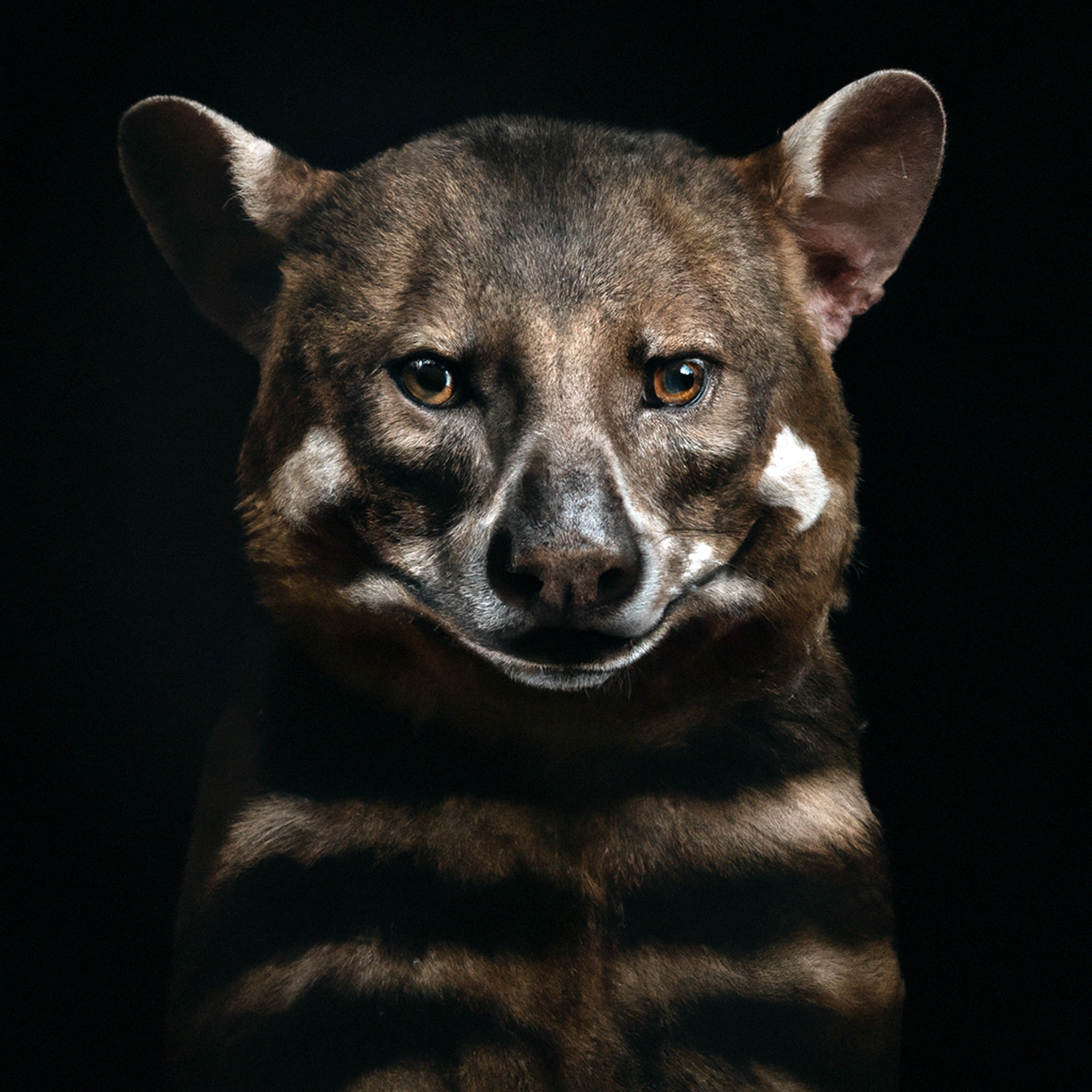 Tasmanian Tiger (RIP:1930), Brad Wilson