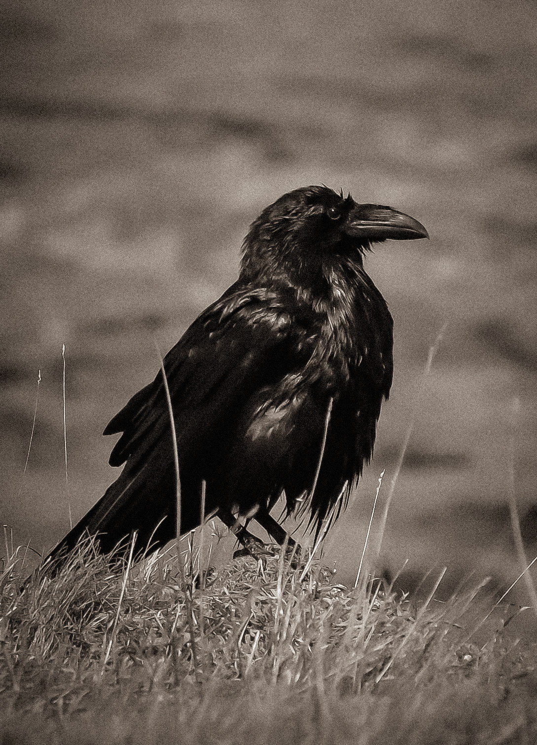 The Raven. Waiting is rarely passive. It is the quiet discipline of watching, knowing that the world will reveal itself in its own time to those willing to remain.
