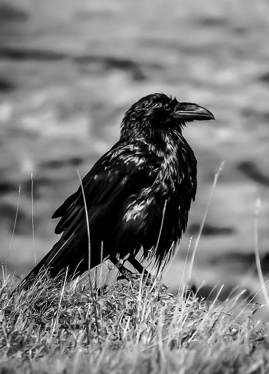 The Raven. Waiting is rarely passive. It is the quiet discipline of watching, knowing that the world will reveal itself in its own time to those willing to remain.