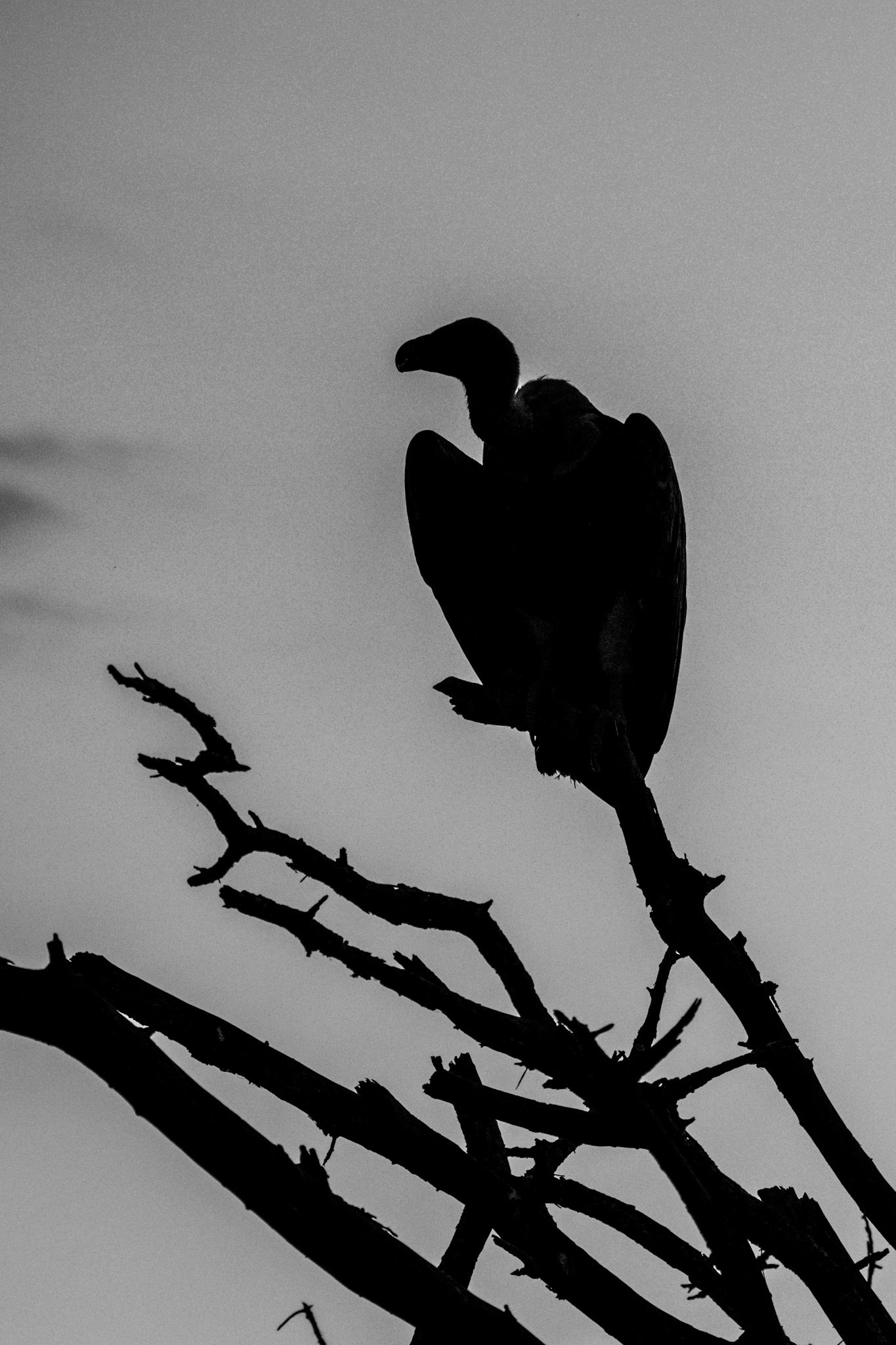 The Sentinel Remains. Long after the noise has passed, someone or something, keeps watch.