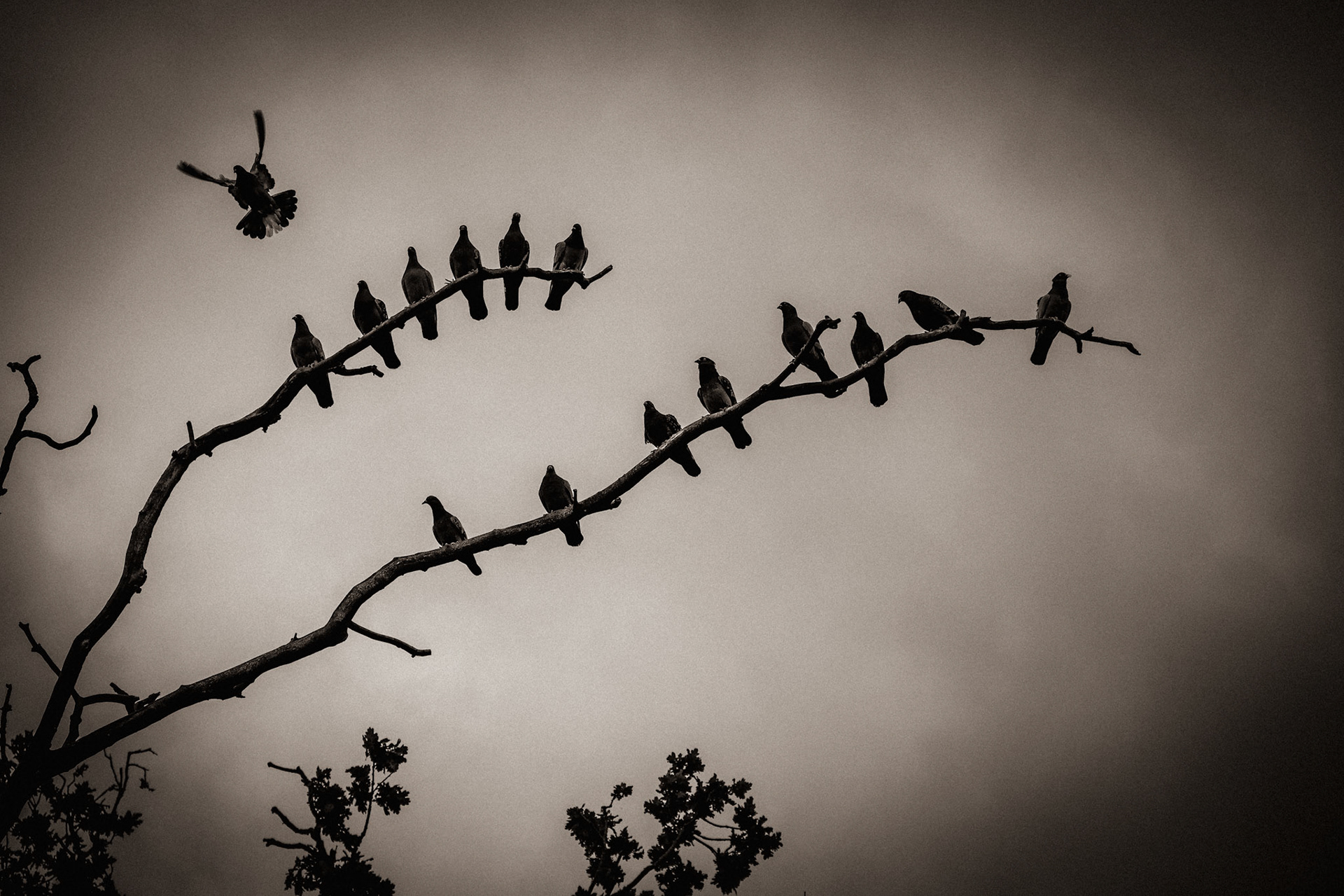 The Gathering.  We rarely remember the ordinary moments while we are living them. A pause before departure. A quiet place shared. The brief arrival of one more among many.  Memory does not preserve the whole scene. It leaves us only fragments—the shape of a branch against the sky, the silhouettes of those who were there, and the feeling that something mattered, even if we can no longer say why.
