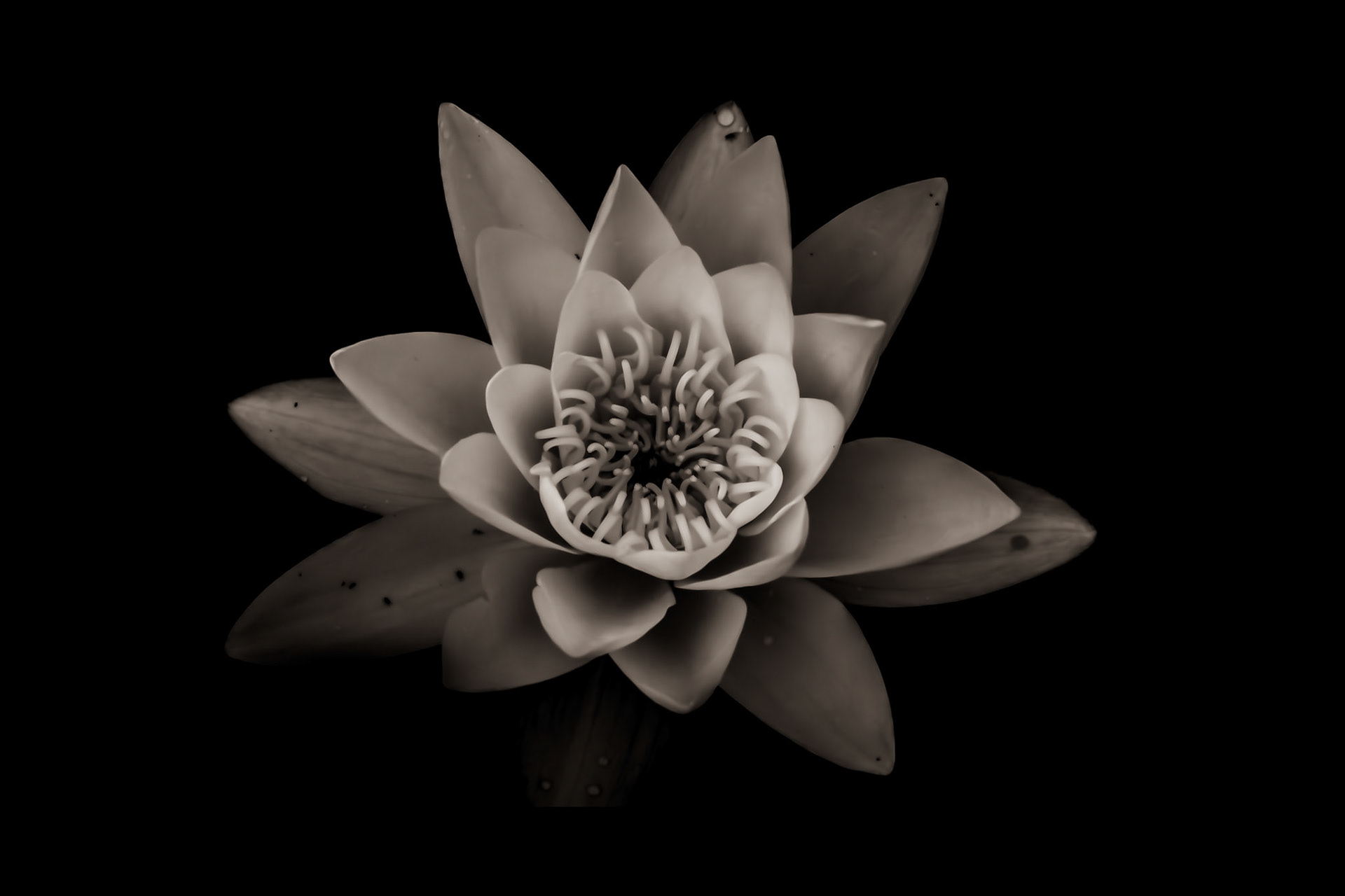 A single water lily, suspended between bloom and reflection. A quiet reminder that some memories reveal themselves only to those who pause long enough to notice.