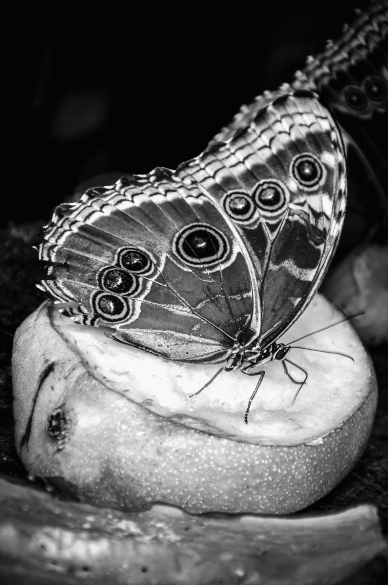 Even in decay beauty can be found.