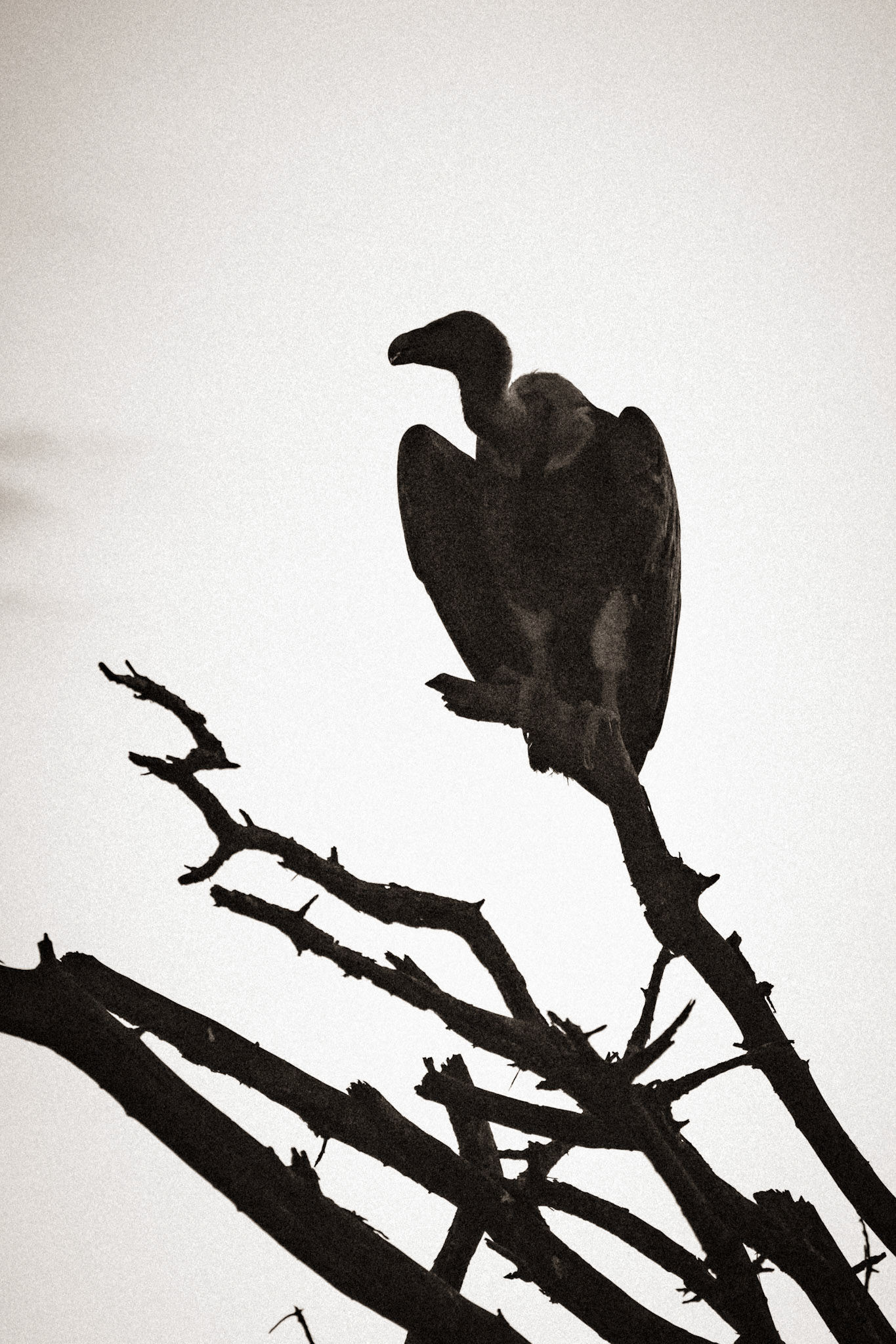 The Sentinel Remains. Long after the noise has passed, someone or something, keeps watch.