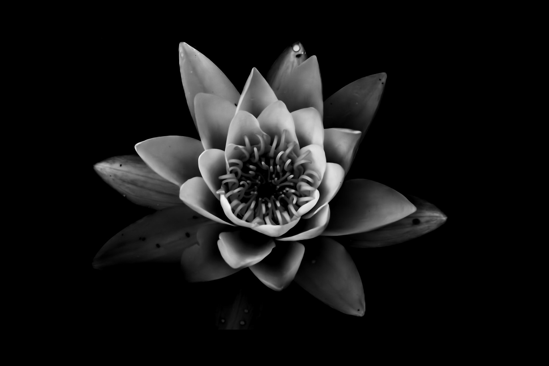 A single water lily, suspended between bloom and reflection. A quiet reminder that some memories reveal themselves only to those who pause long enough to notice.