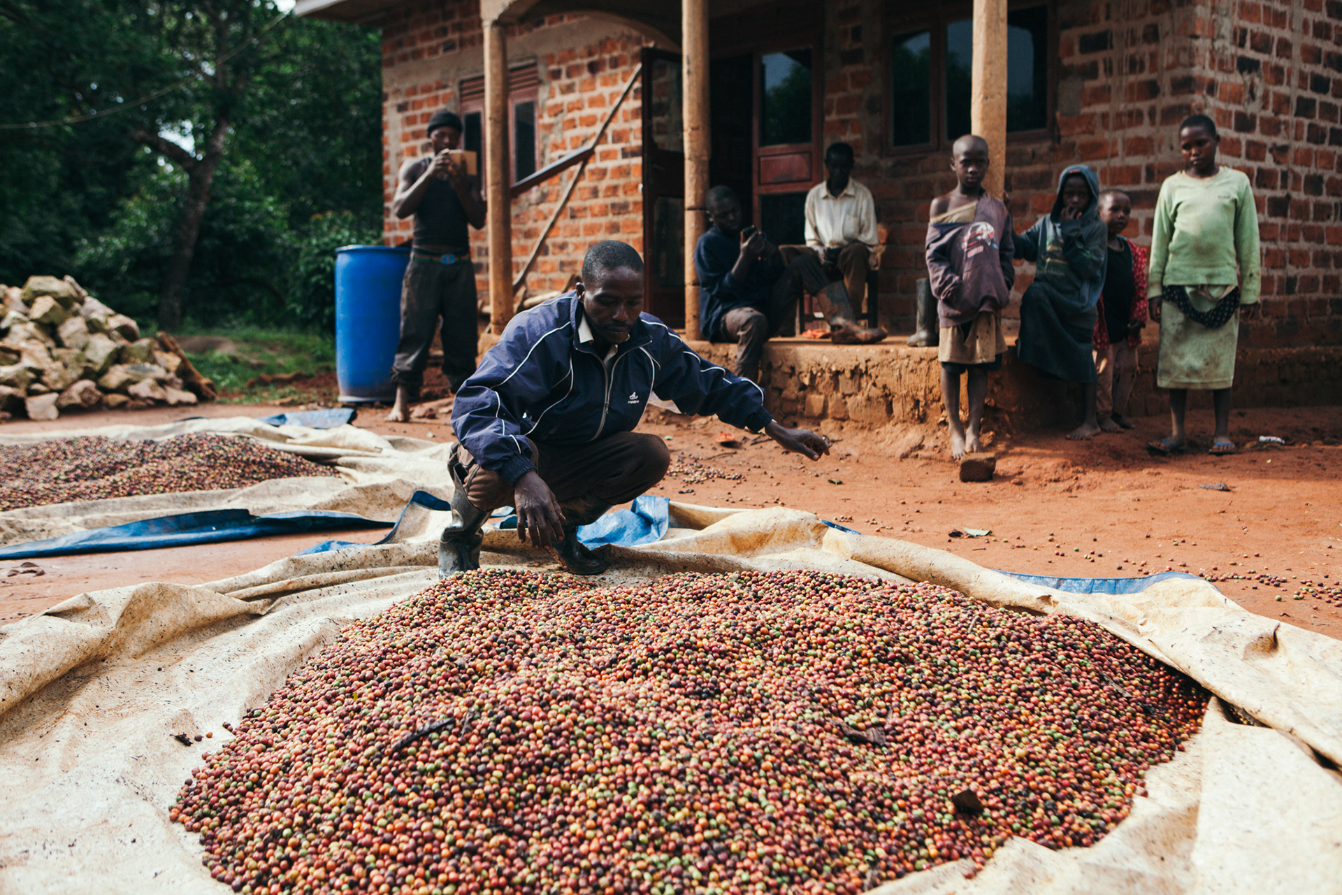 Coffee bean farm, Uganda - editorial for non-profit Yunus Social Business (YSB)