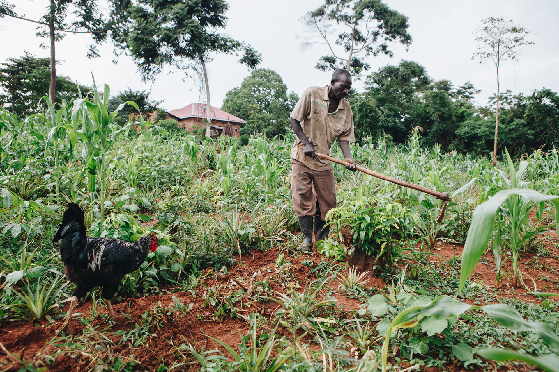 Pineapple plantation, Uganda - editorial for non-profit Yunus Social Business (YSB)