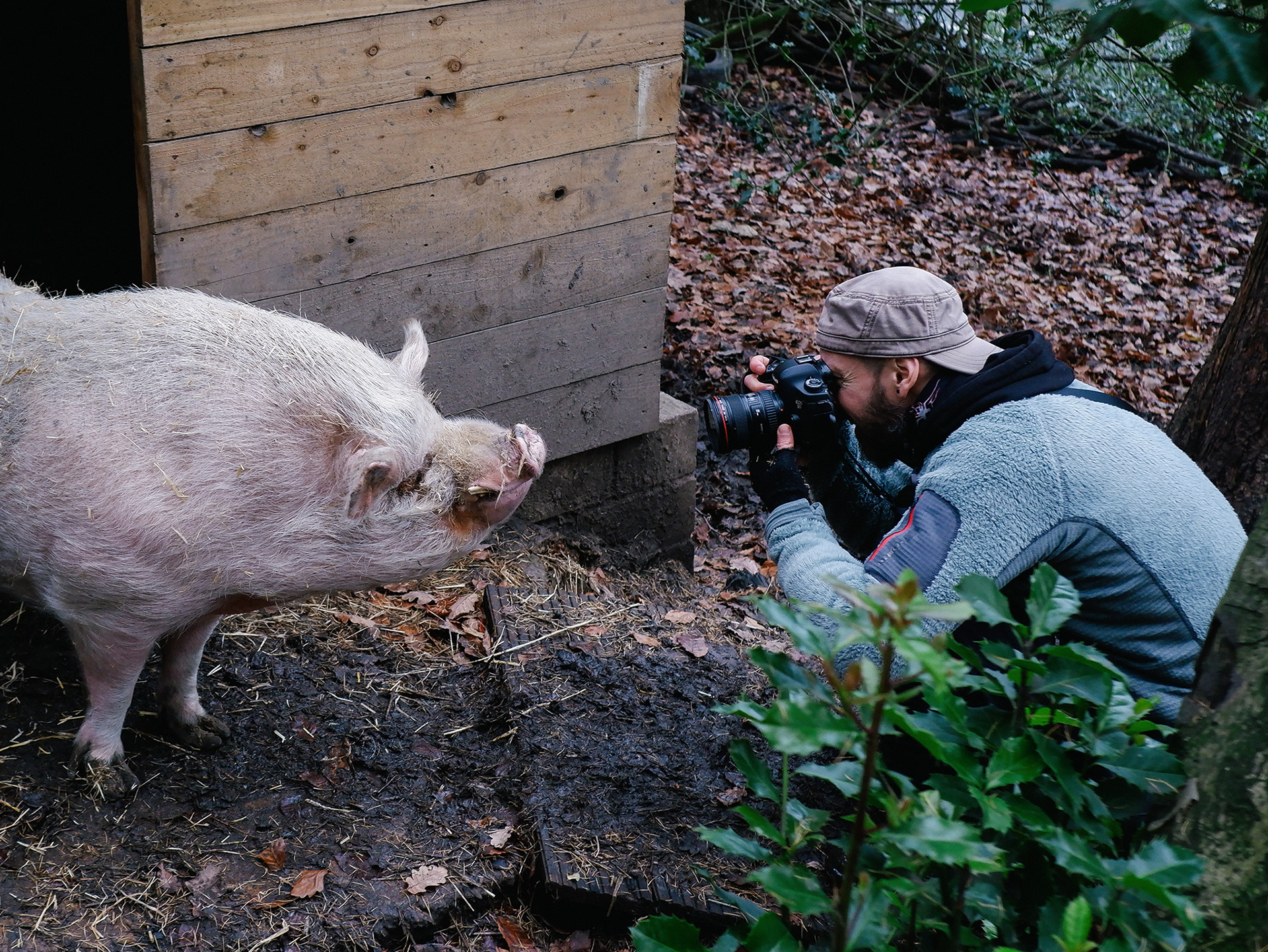 Tom with his buddy Savvi at Pigs In The Wood animal sanctuary, Yorkshire, UK