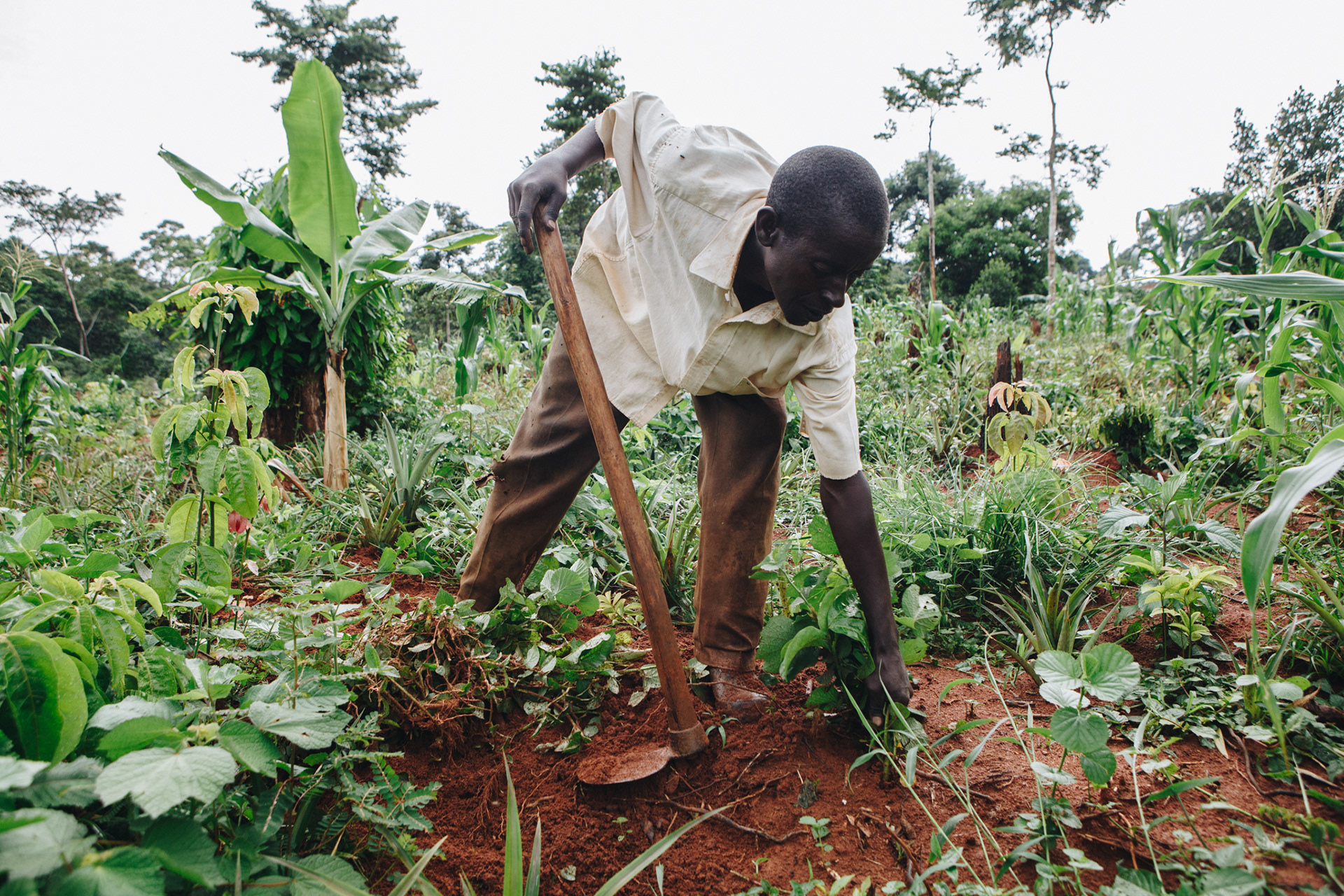 Pineapple plantation, Uganda - editorial for non-profit Yunus Social Business (YSB)