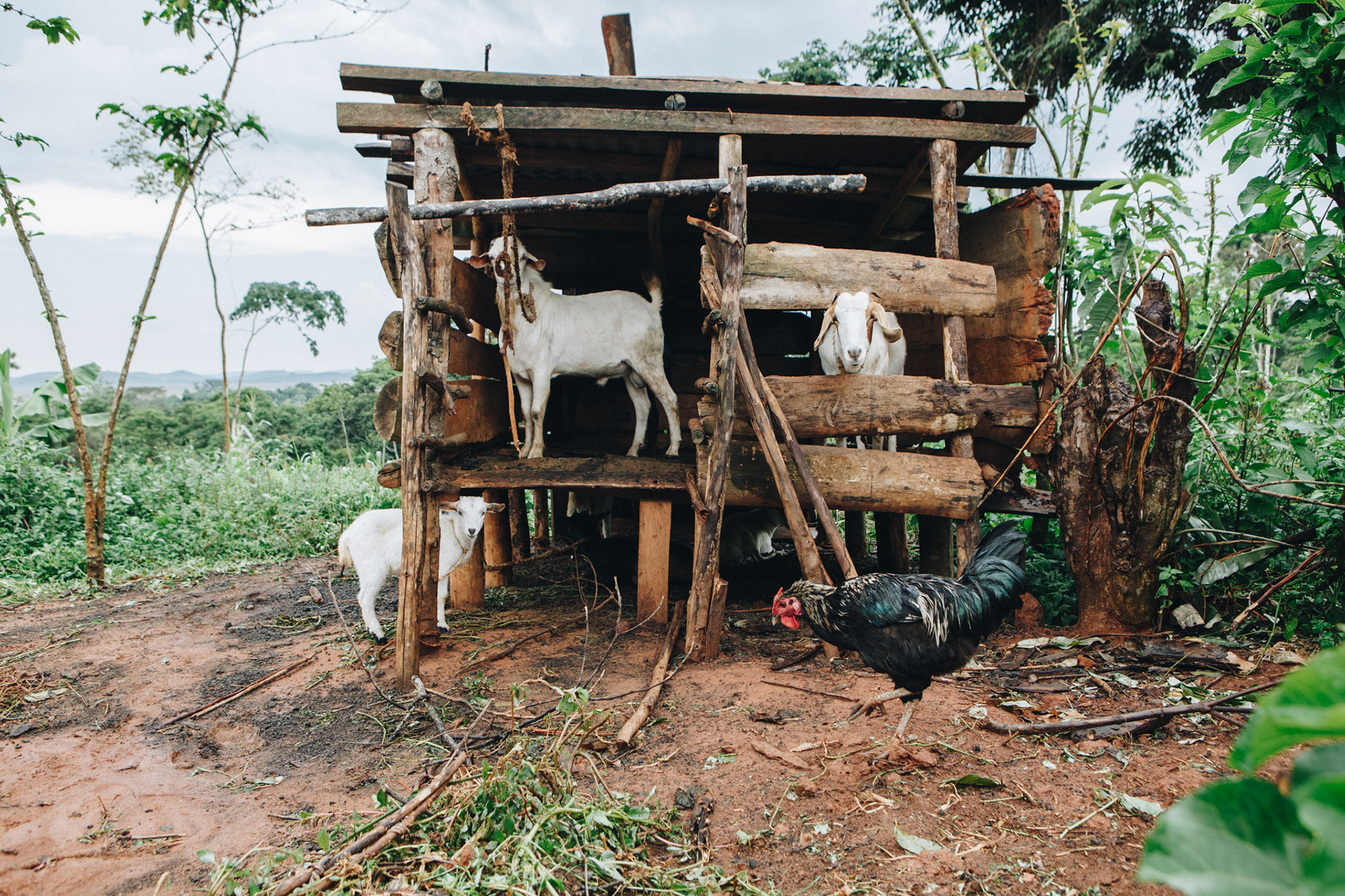 Animals on plantation, Uganda - editorial for non-profit Yunus Social Business (YSB)