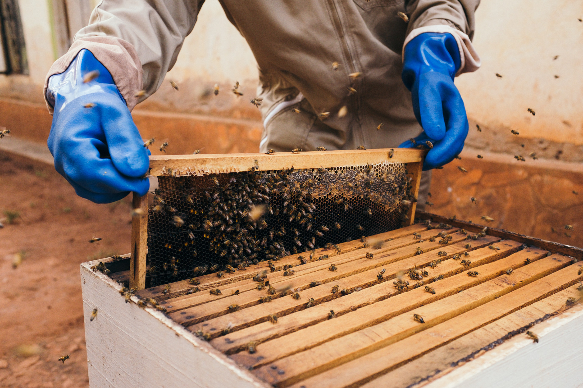 Honey bee products business, Uganda - editorial for non-profit Yunus Social Business (YSB)