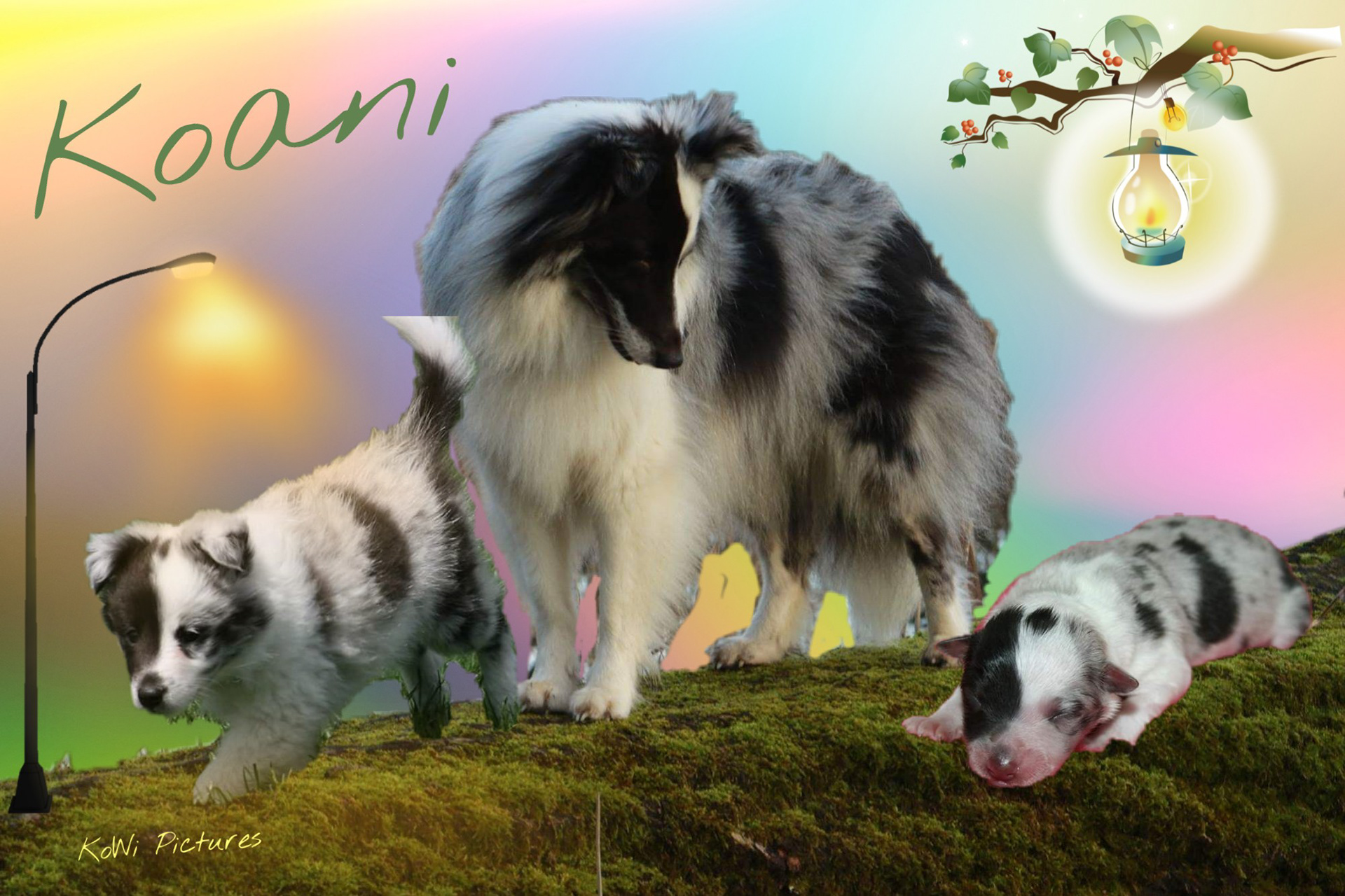 Koani