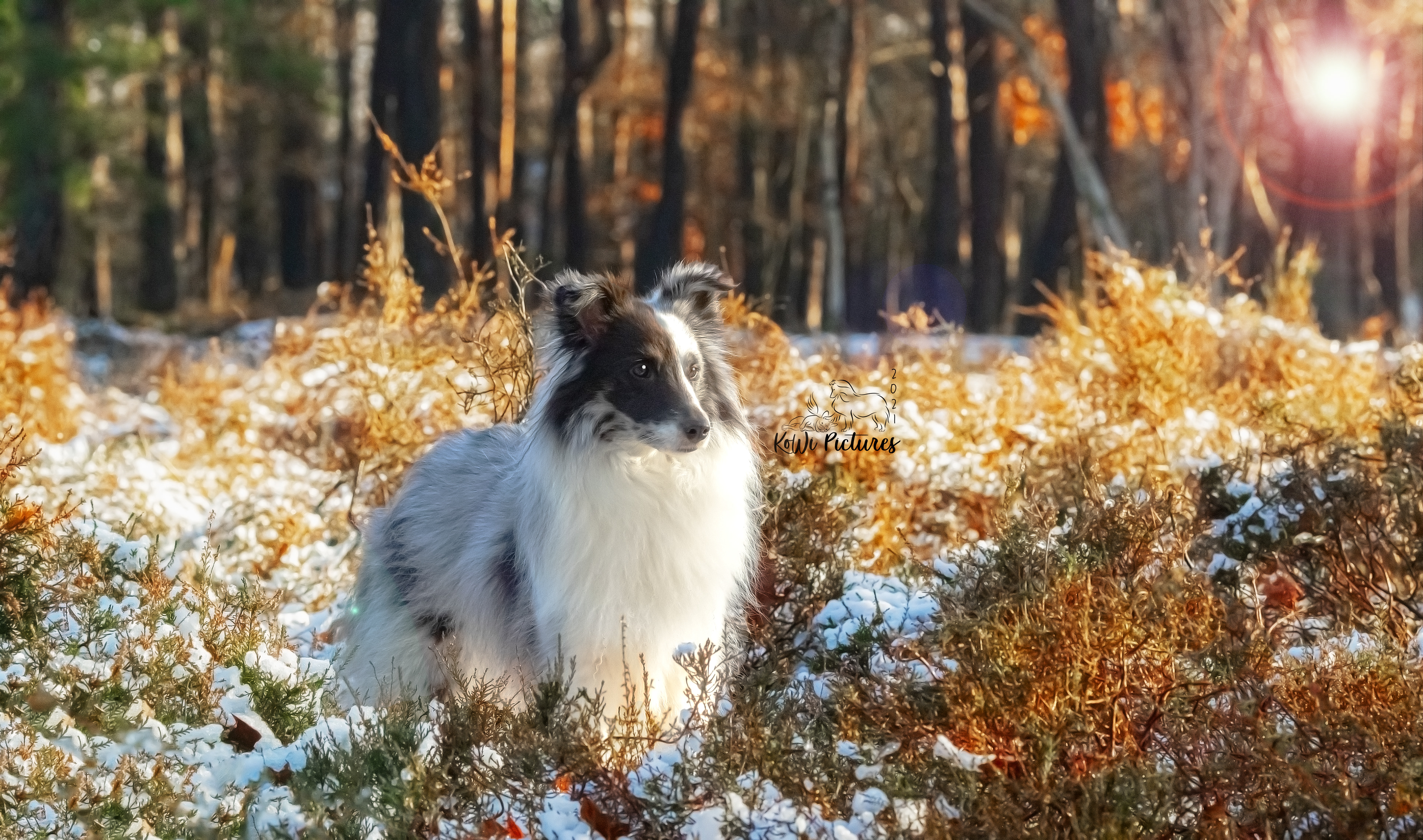 Koani at Bollobos Belgium