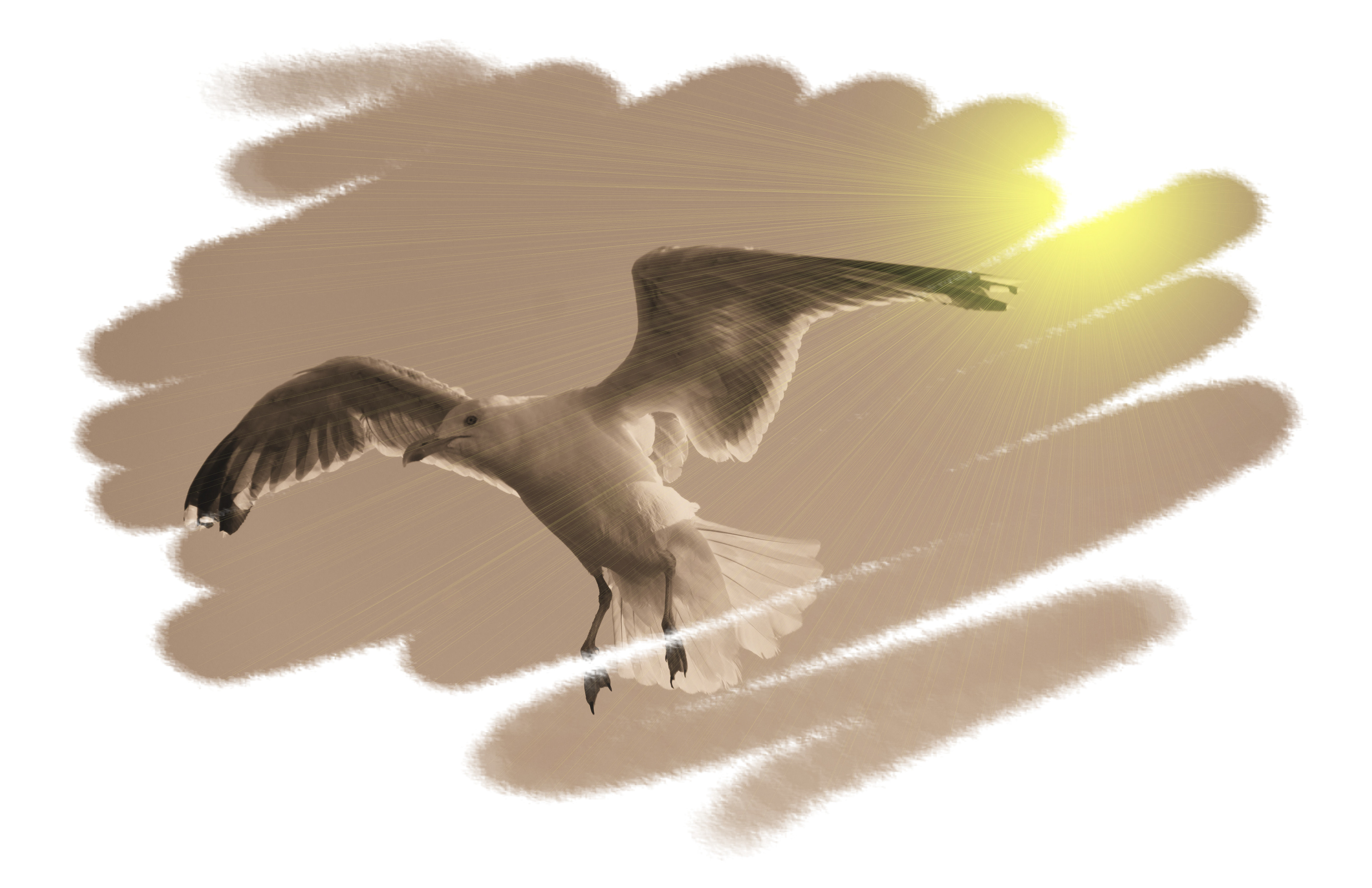 Bird