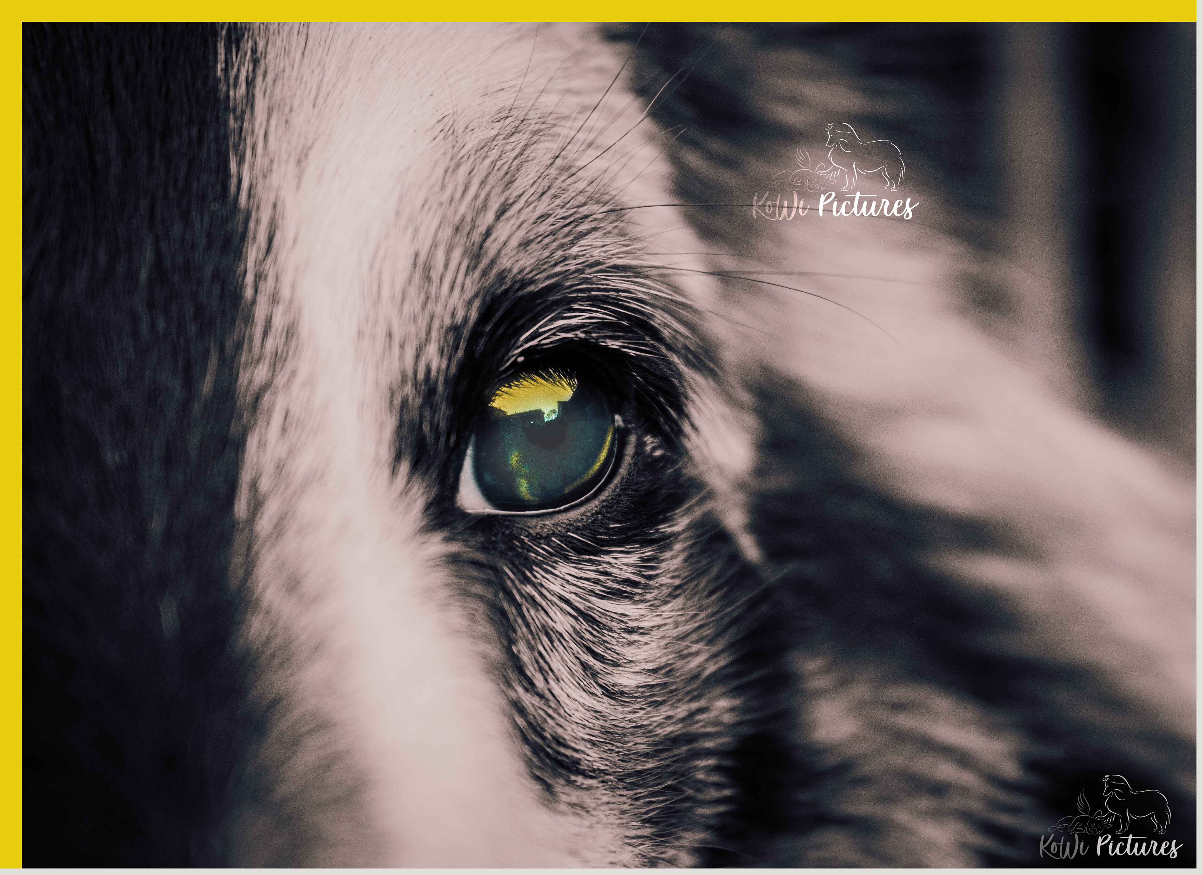 Koani's eye