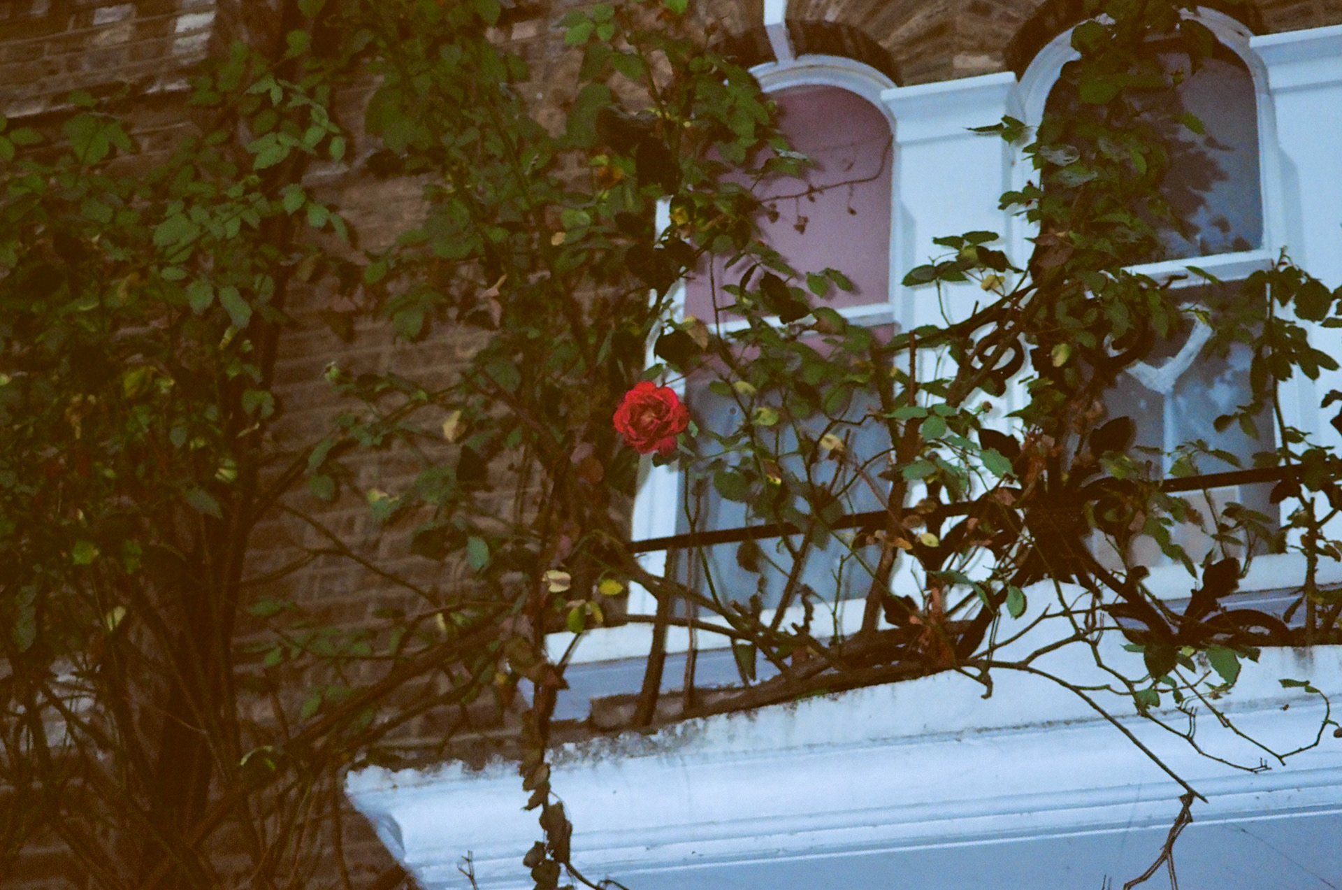 Una Rosa Sola. London, UK. September 2023.