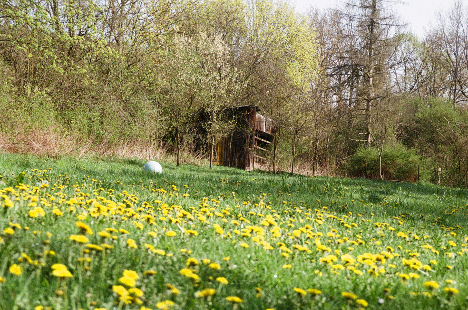 Lonely blossoming garden. Prague, Czechia. April 2024.
