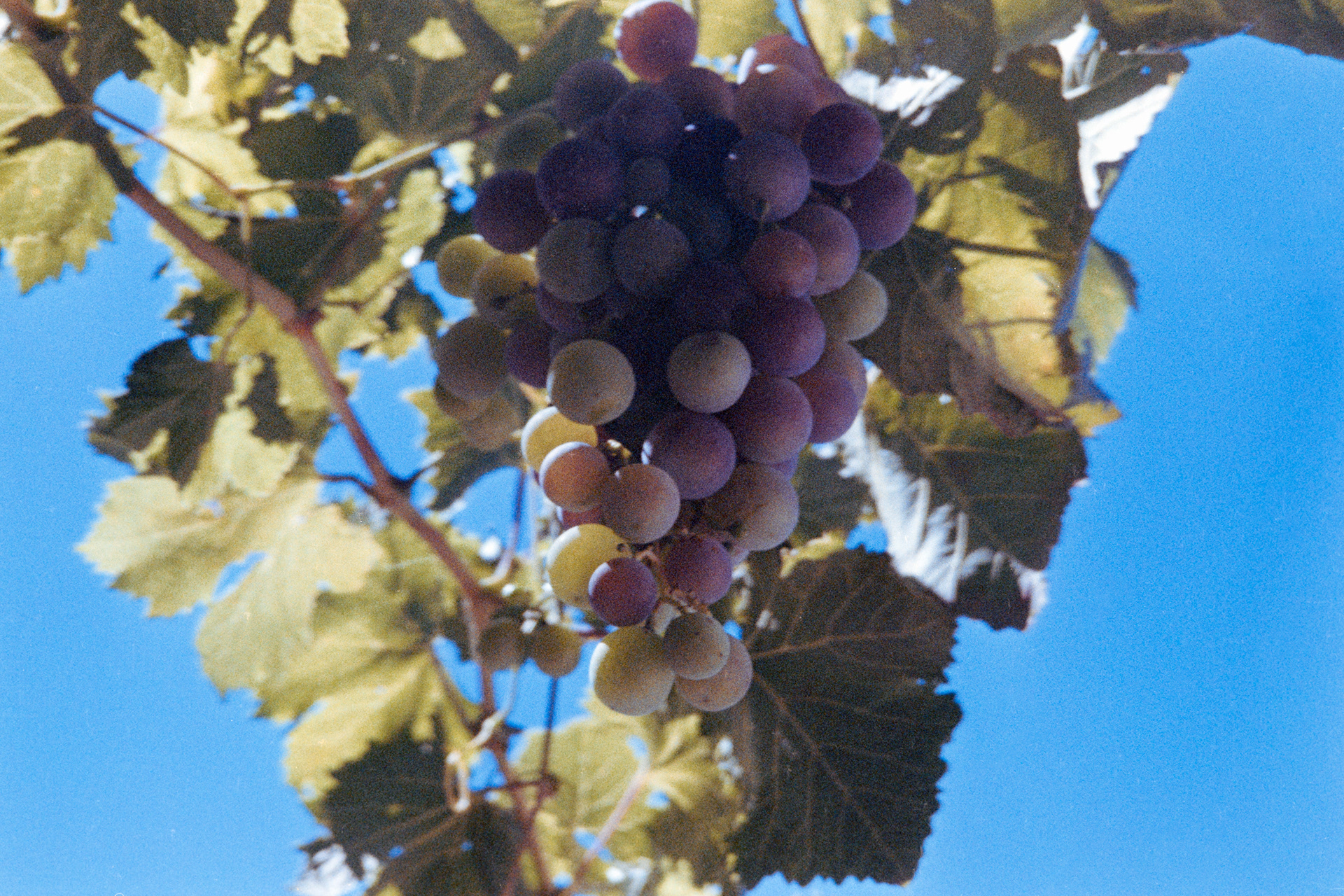 My grandma's vines. San Luis, Argentina. December 2024.