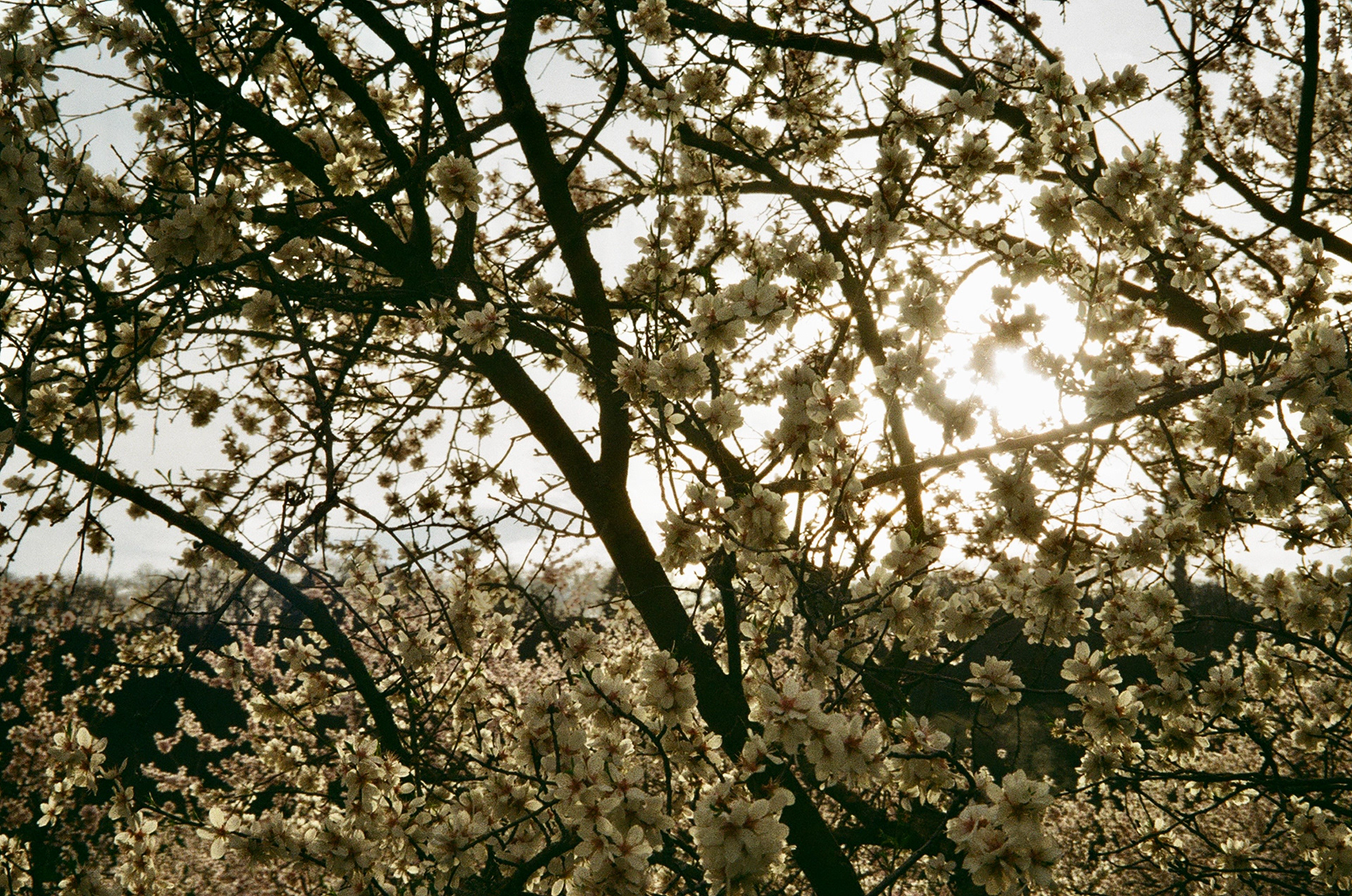Cherry Blossoms Bloom. Prague, Czechia. March 2024.