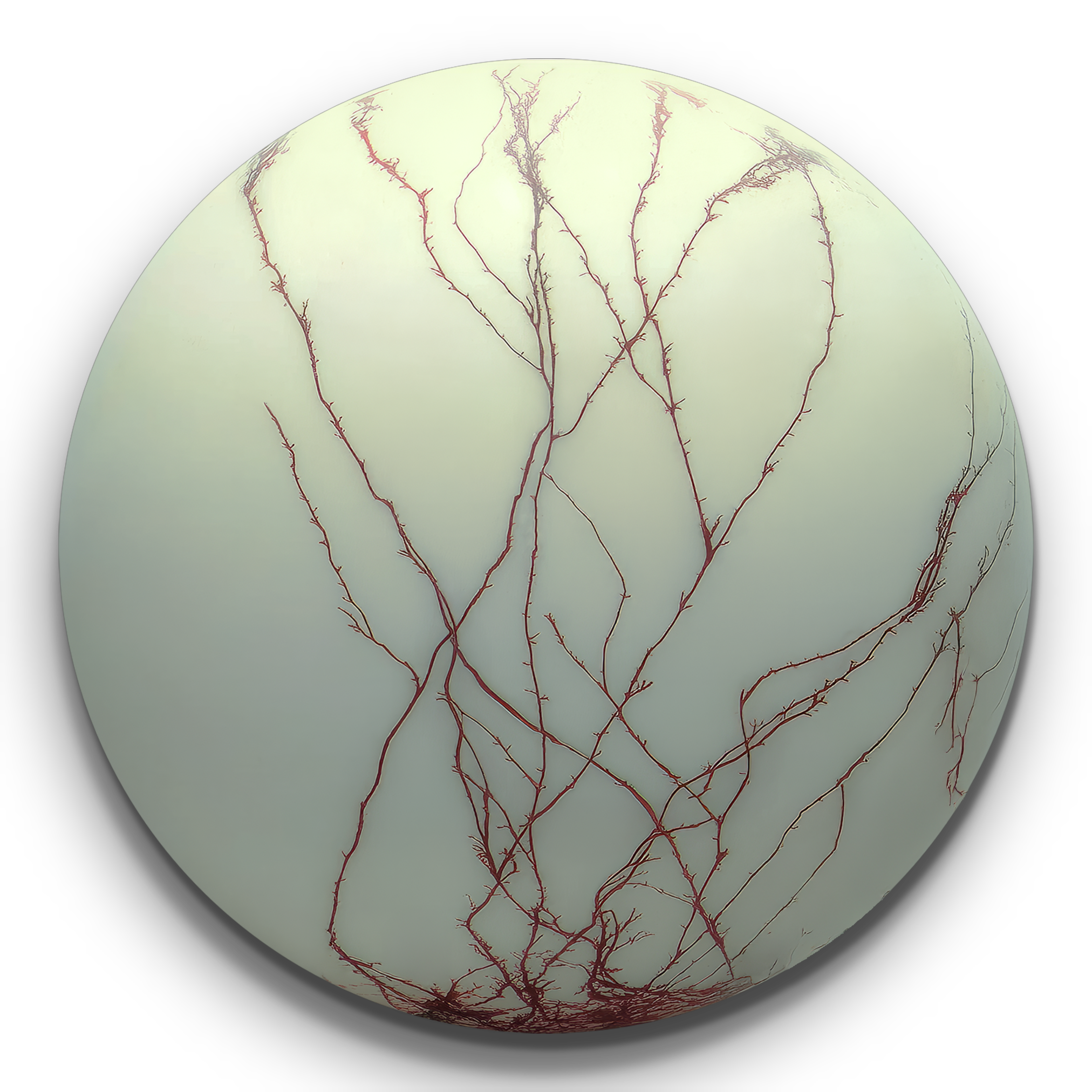 First Root