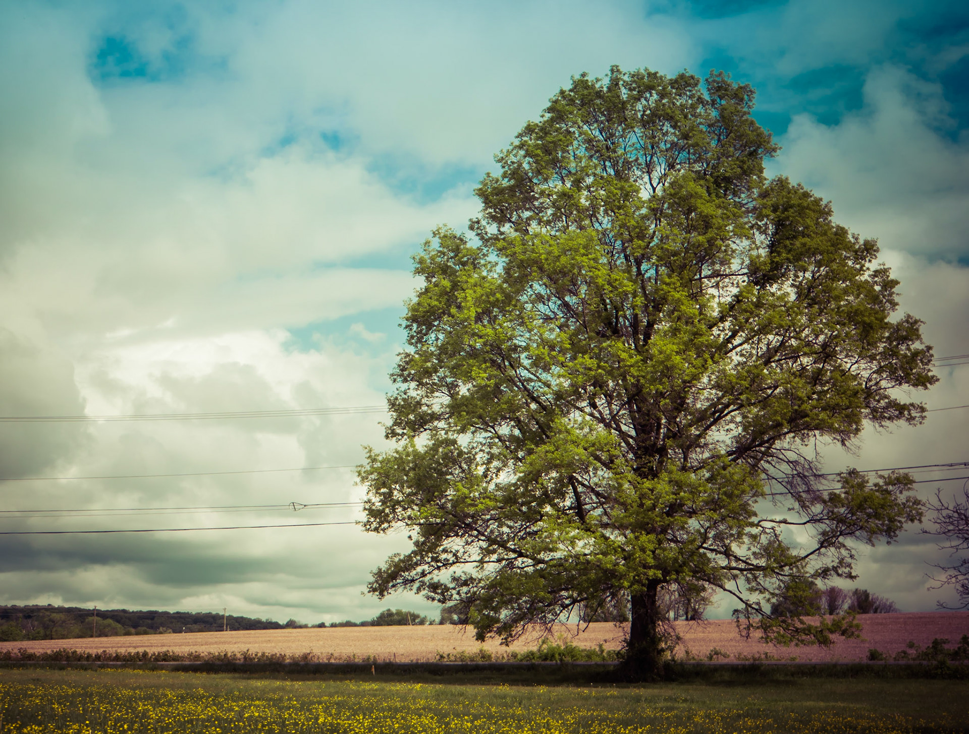 bee tree