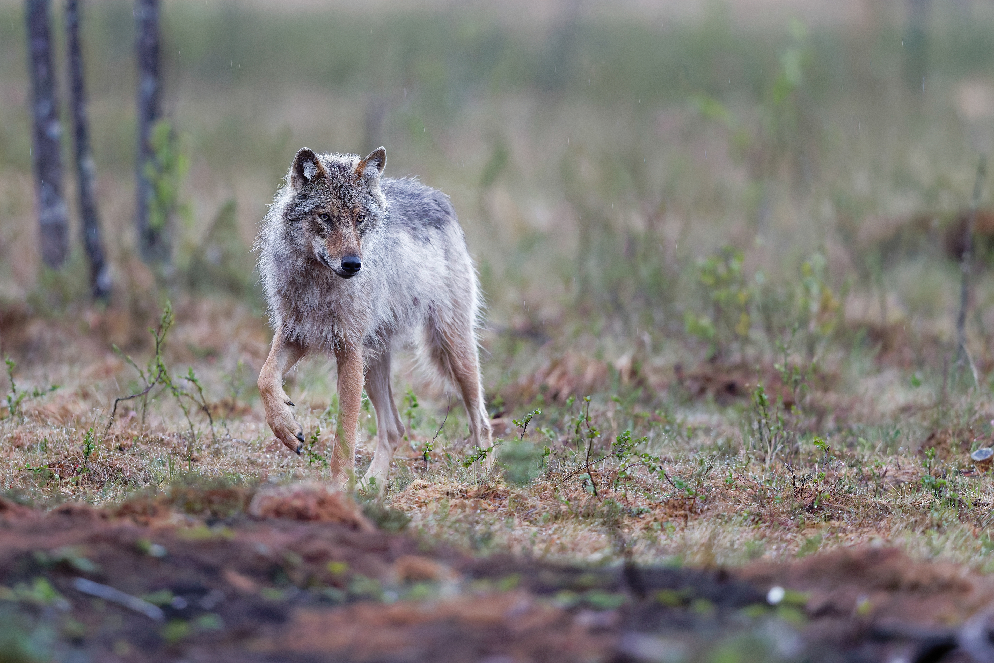 Loup gris
